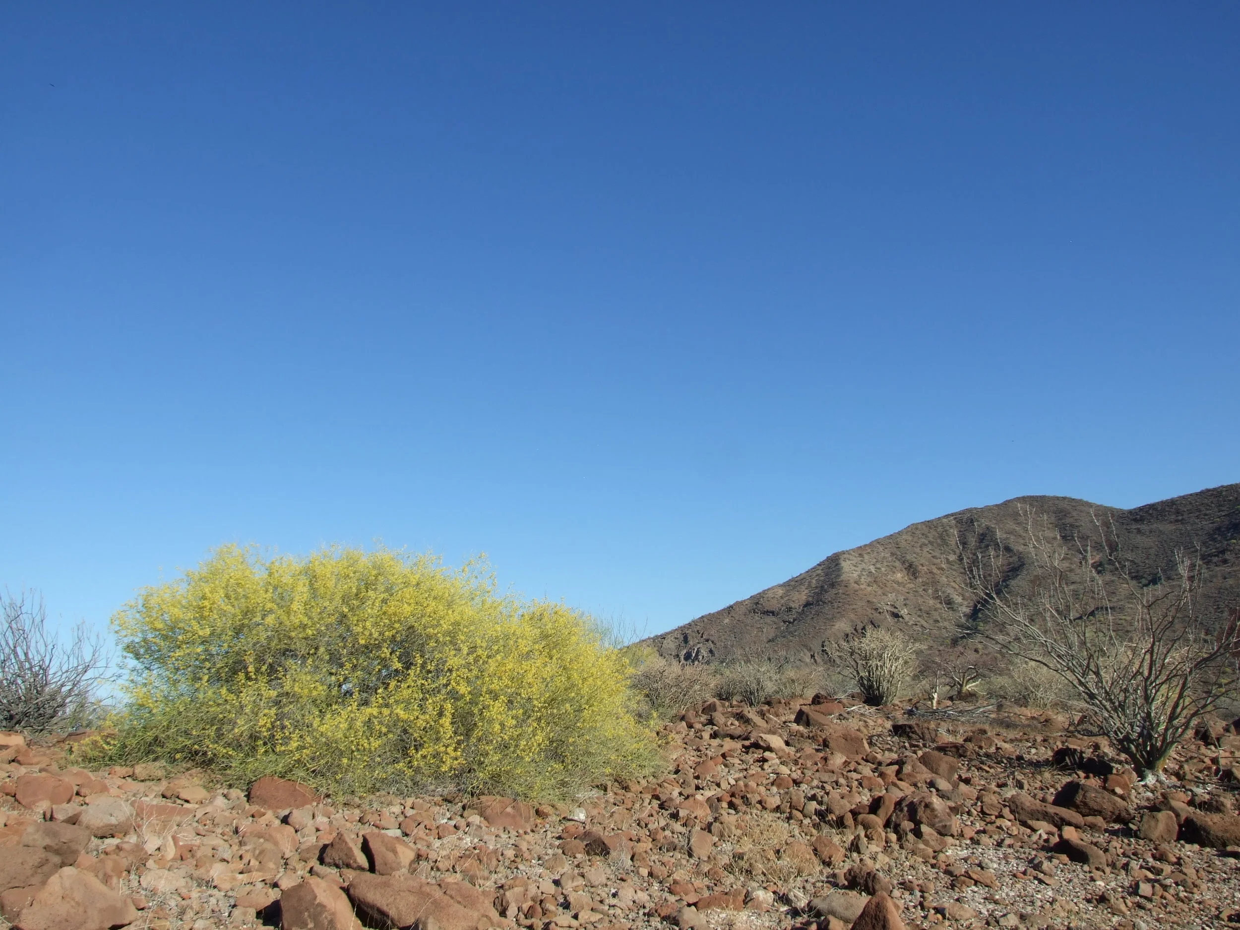 palo-verde.jpg