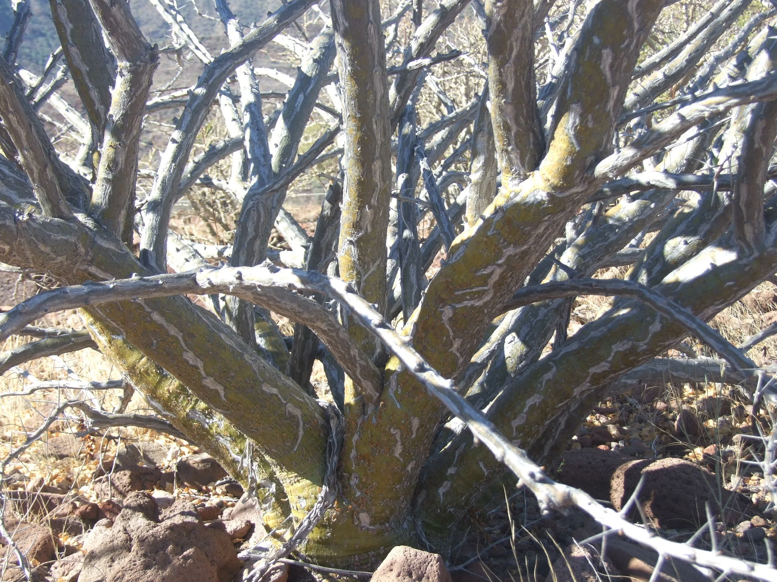 Palo Adan, bark detail