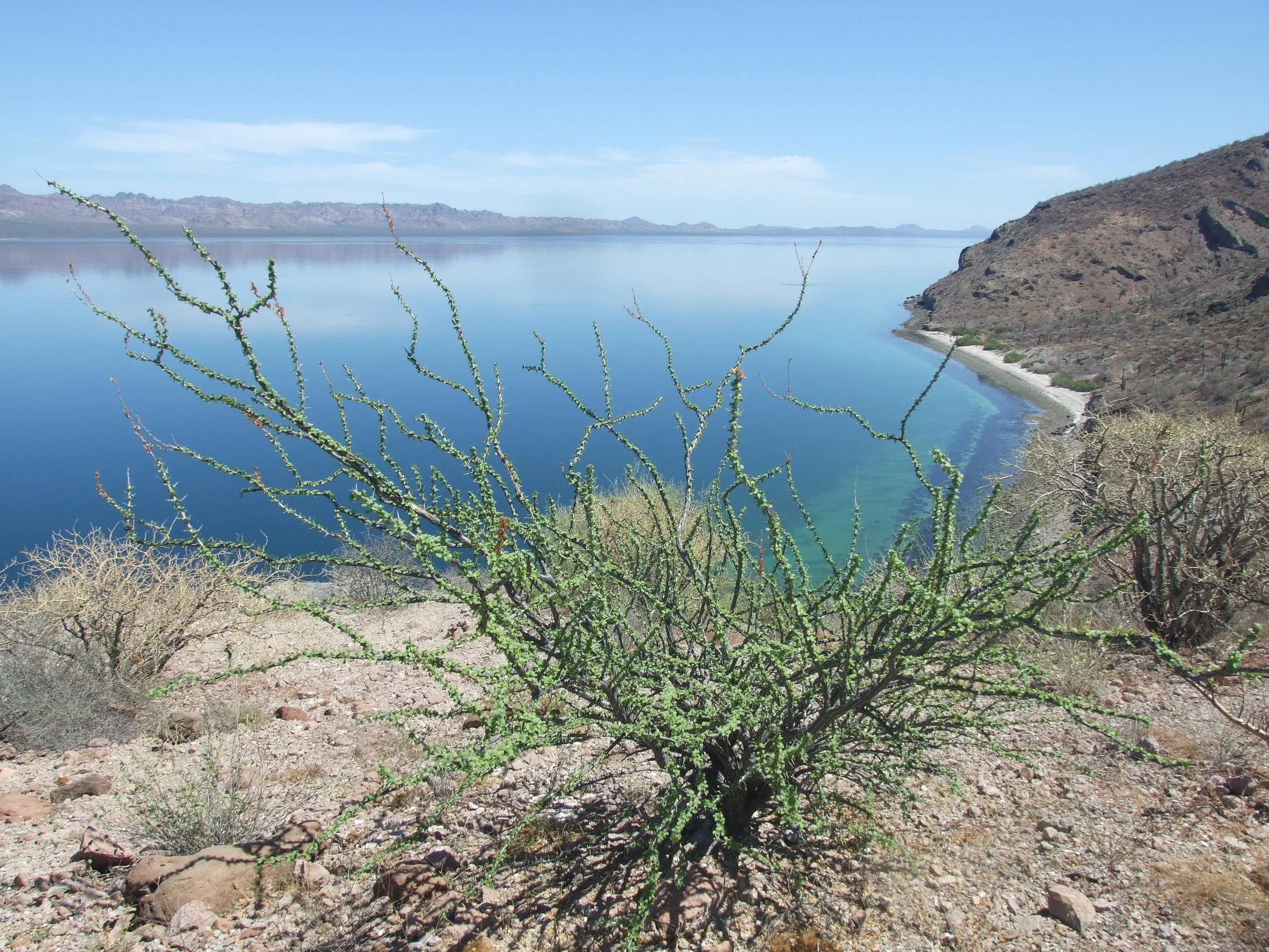 Palo Adan, leafing out