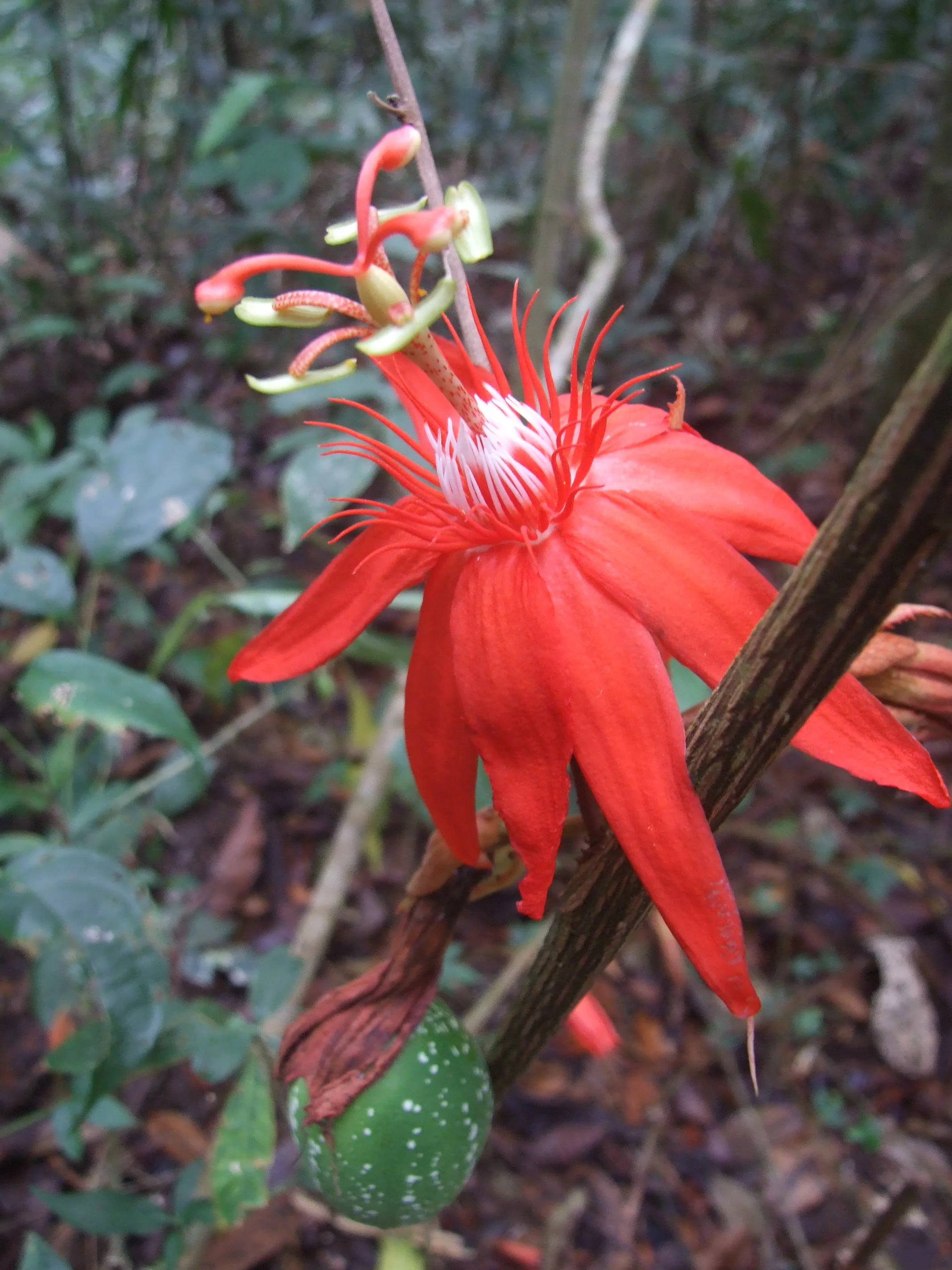passiflora-soberania