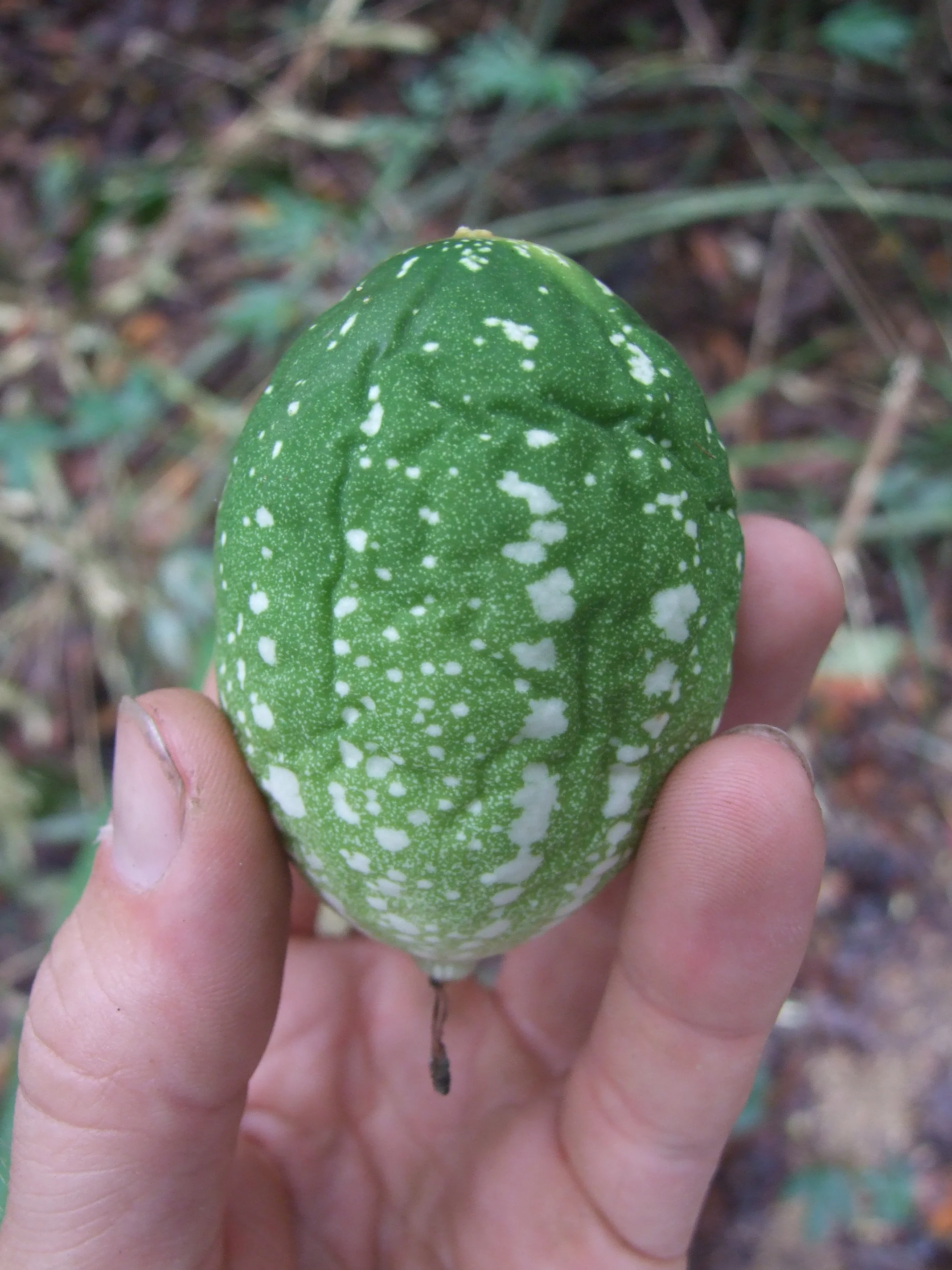 passiflora-soberania2