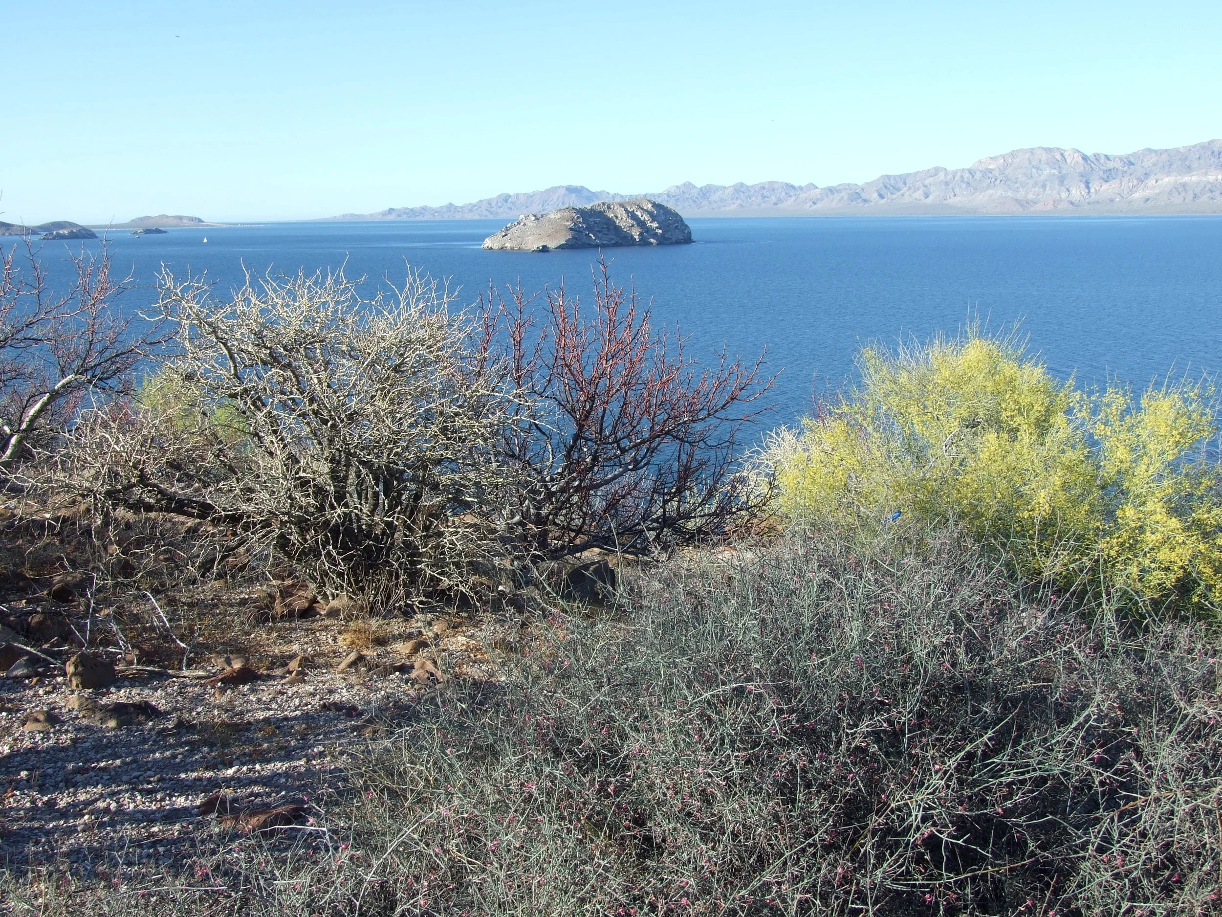 palo verde, bursera, matacora