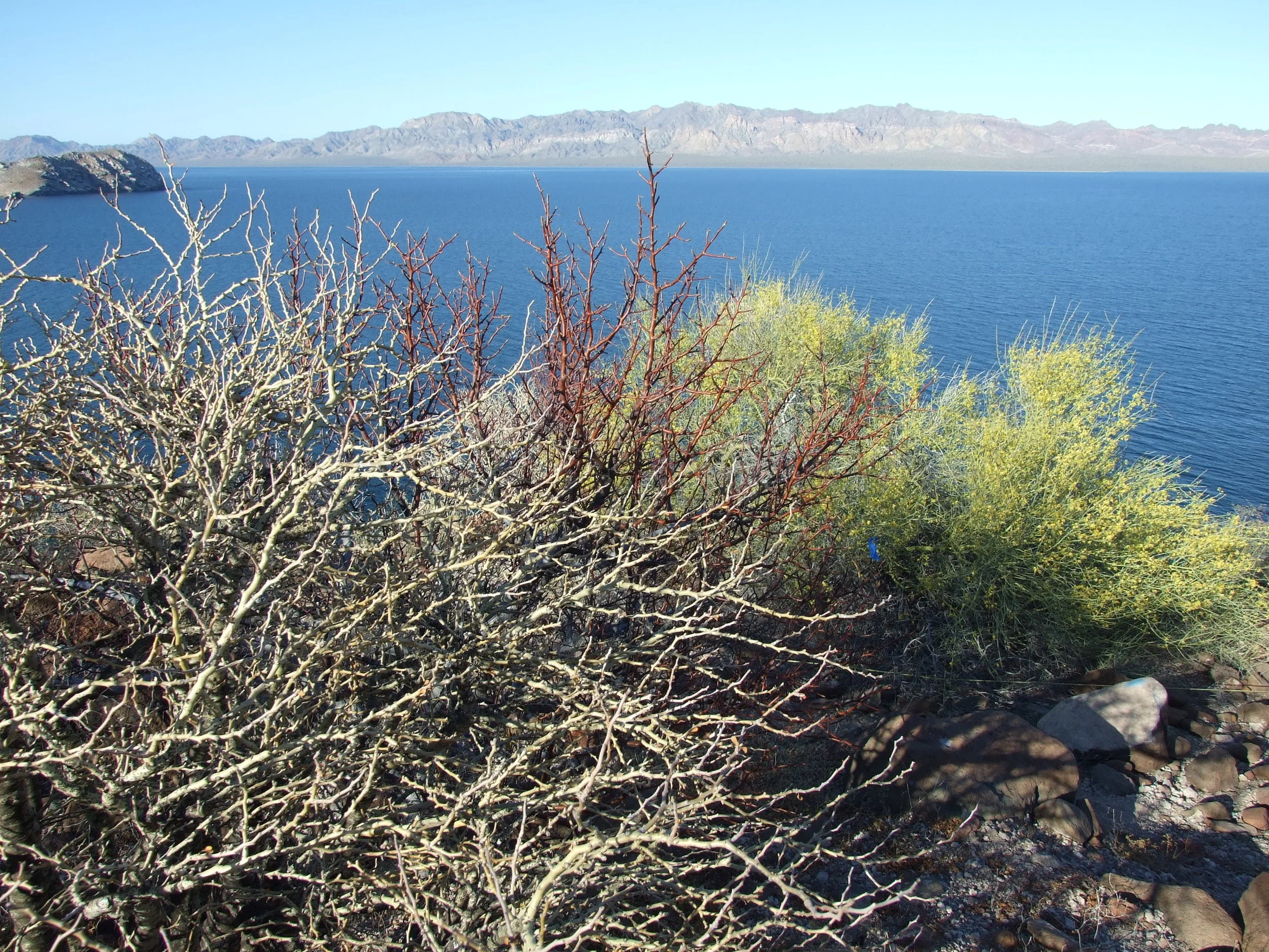 matacora, bursera hindsiana, palo verde