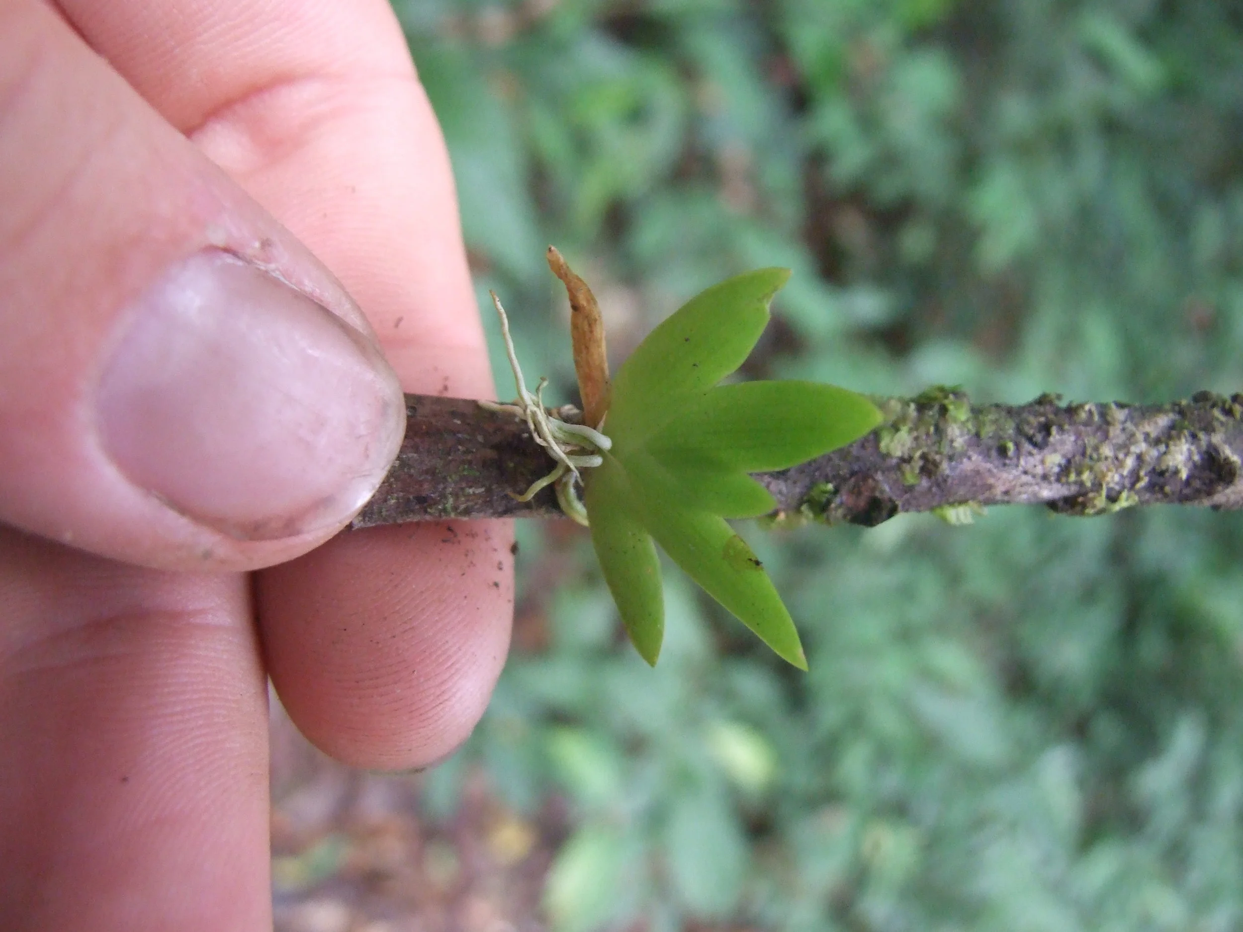 micro-orchid