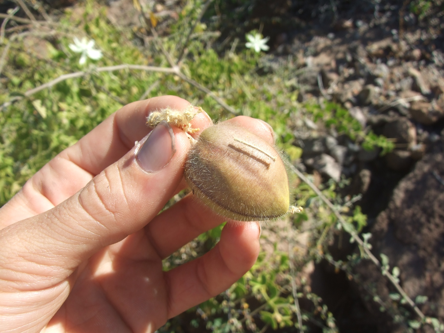 Passiflora palmeri fruit.jpg