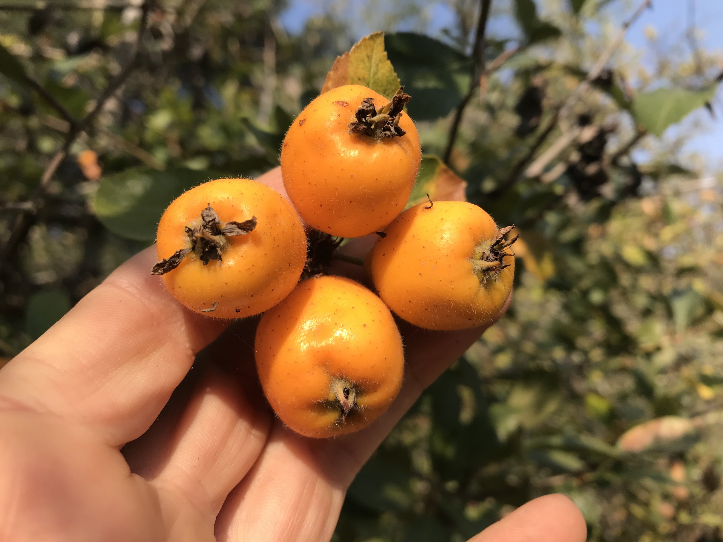 Crataegus Mexican Tejocote Manzanita Little Apple Hawthorn Berry 5 Seeds 