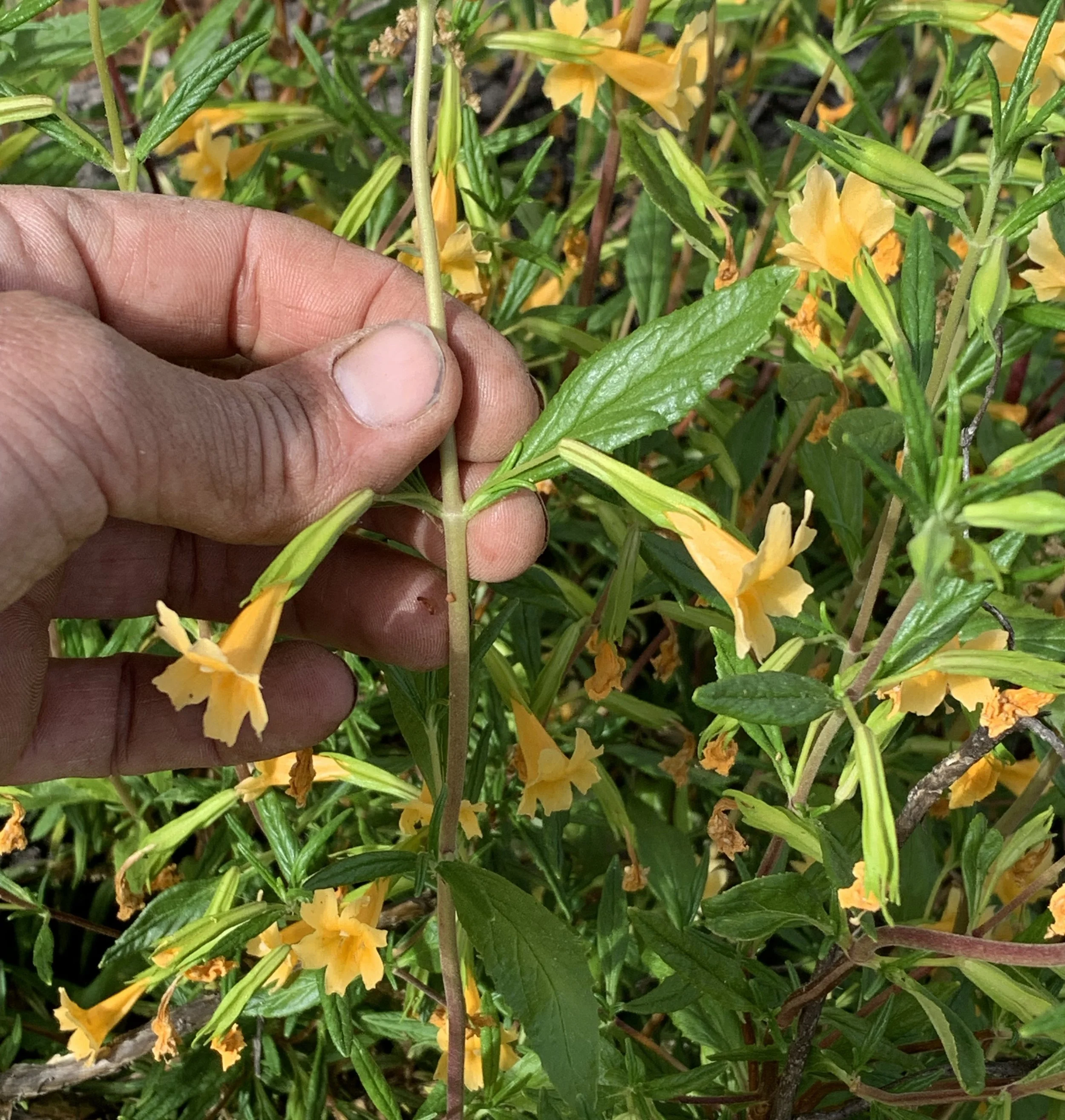 Mimulus aurantiacus flower