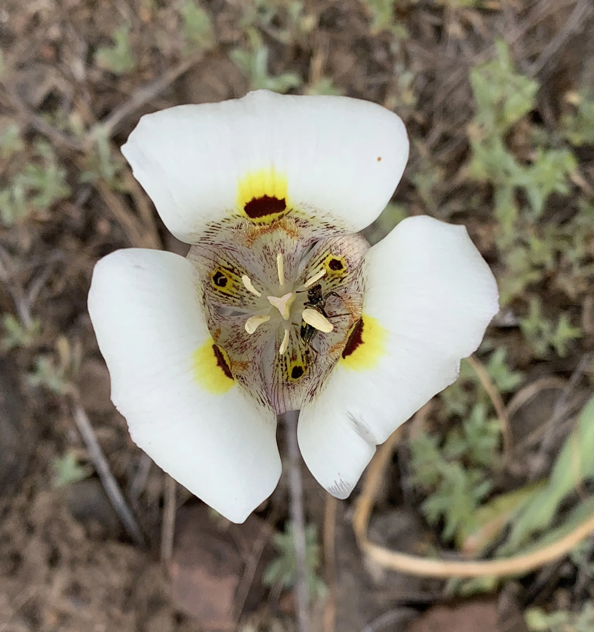 Calochortus venustus - White mariposa lily — Phytognosis