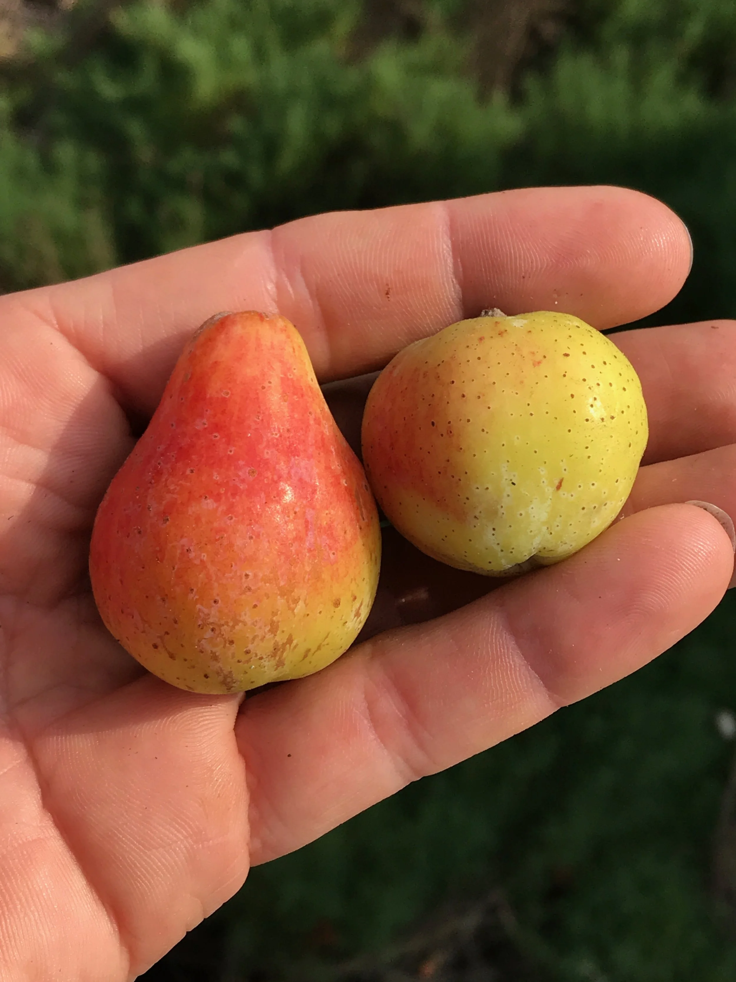 A comparison of Sorbus domestica var. pyriformis (left) and S. domestica var. pomifera (right).