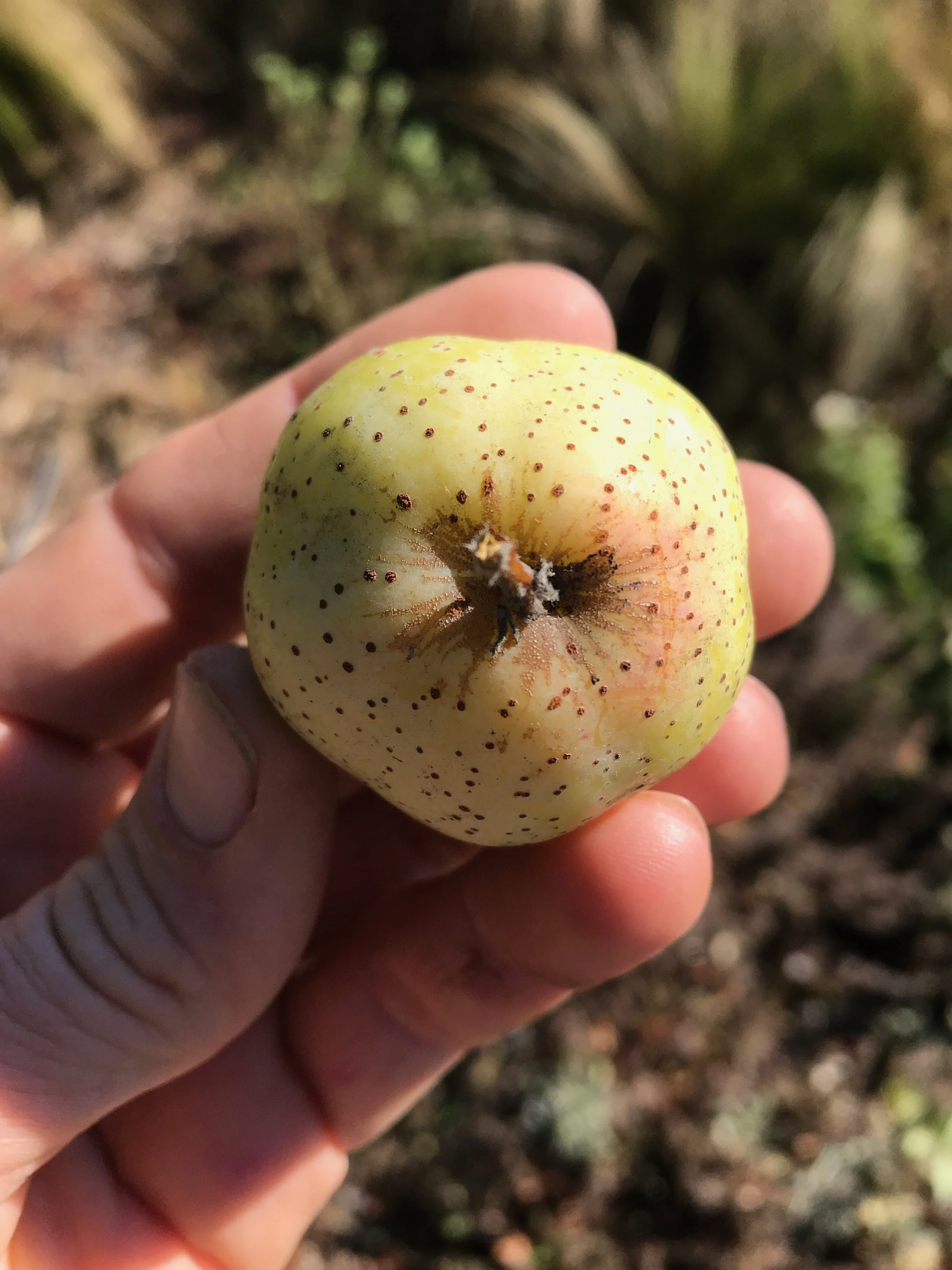 Green Sorbus domestica fruit.