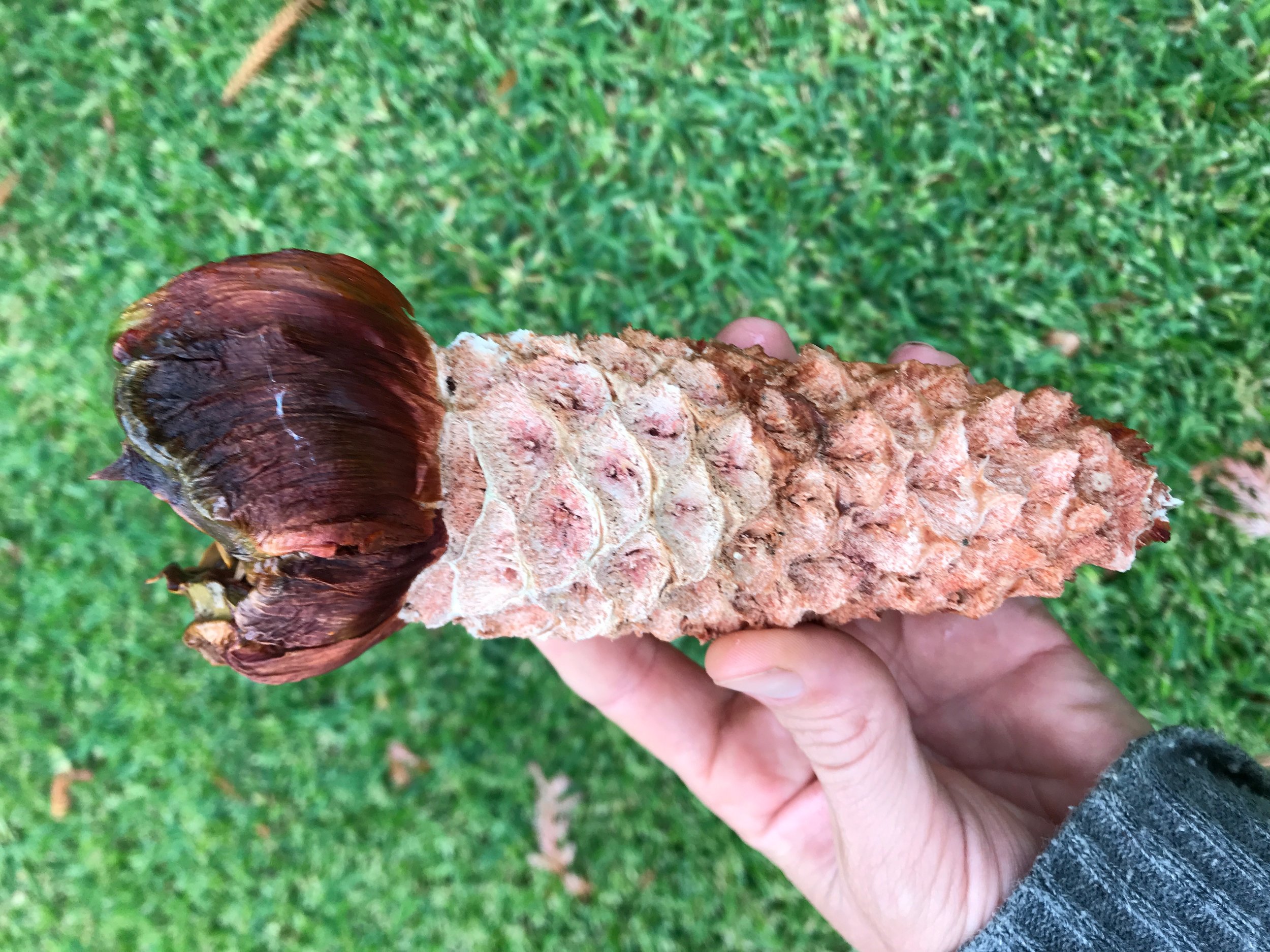 Araucaria bidwillii cone core.jpeg