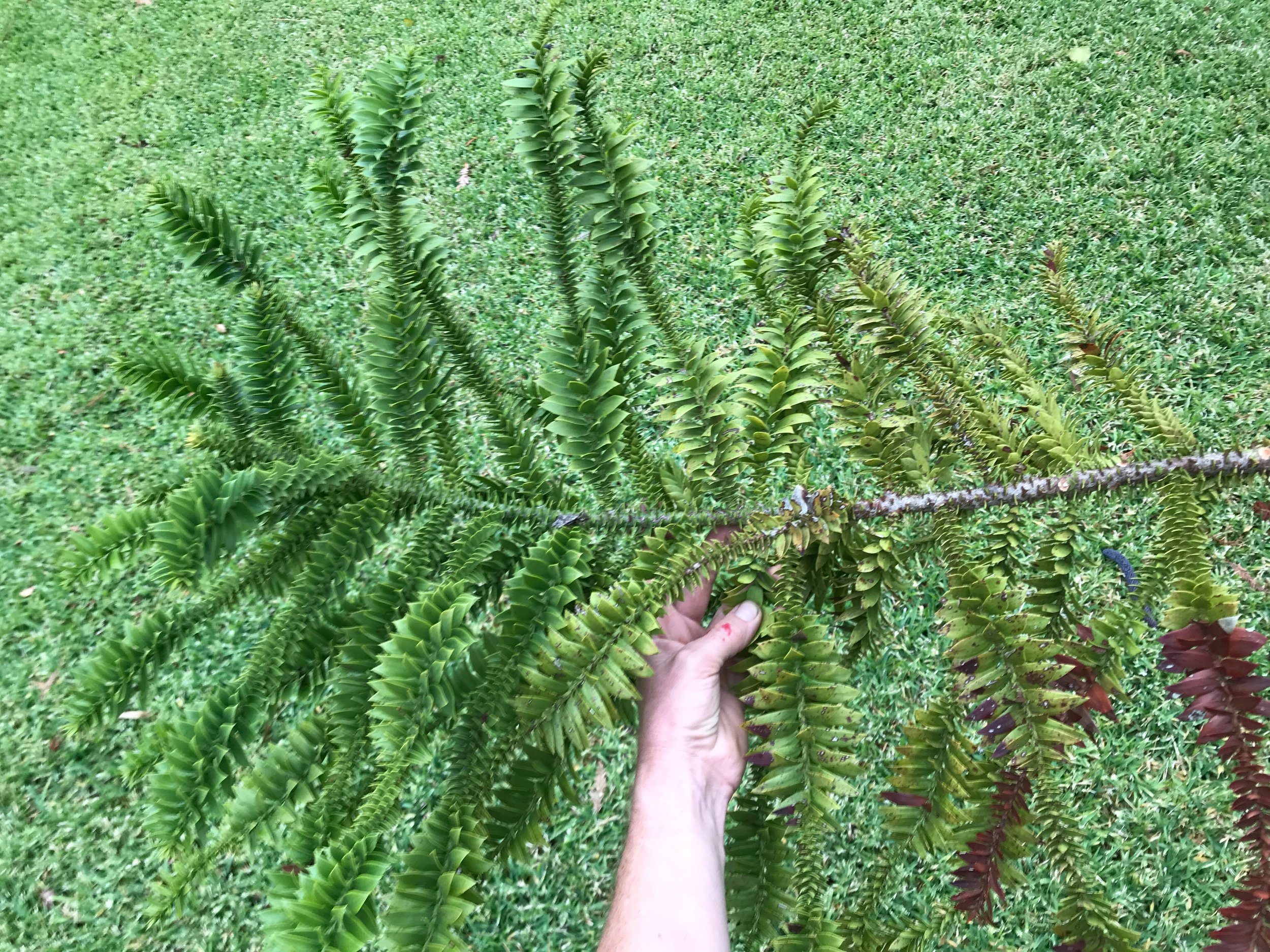 The Bunya-Bunya Pine (Araucaria bidwillii)