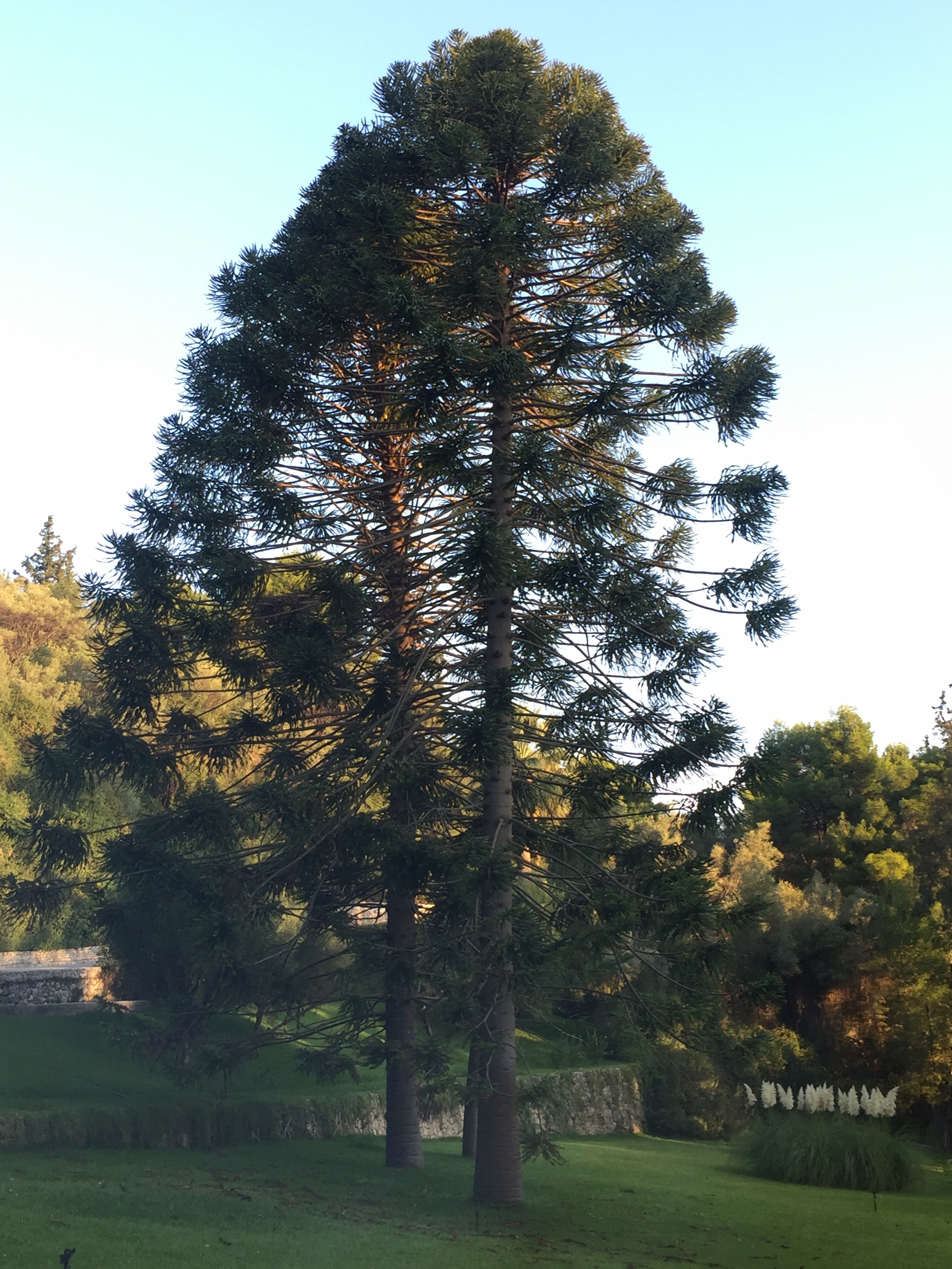 Araucaria bidwillii tree.jpeg