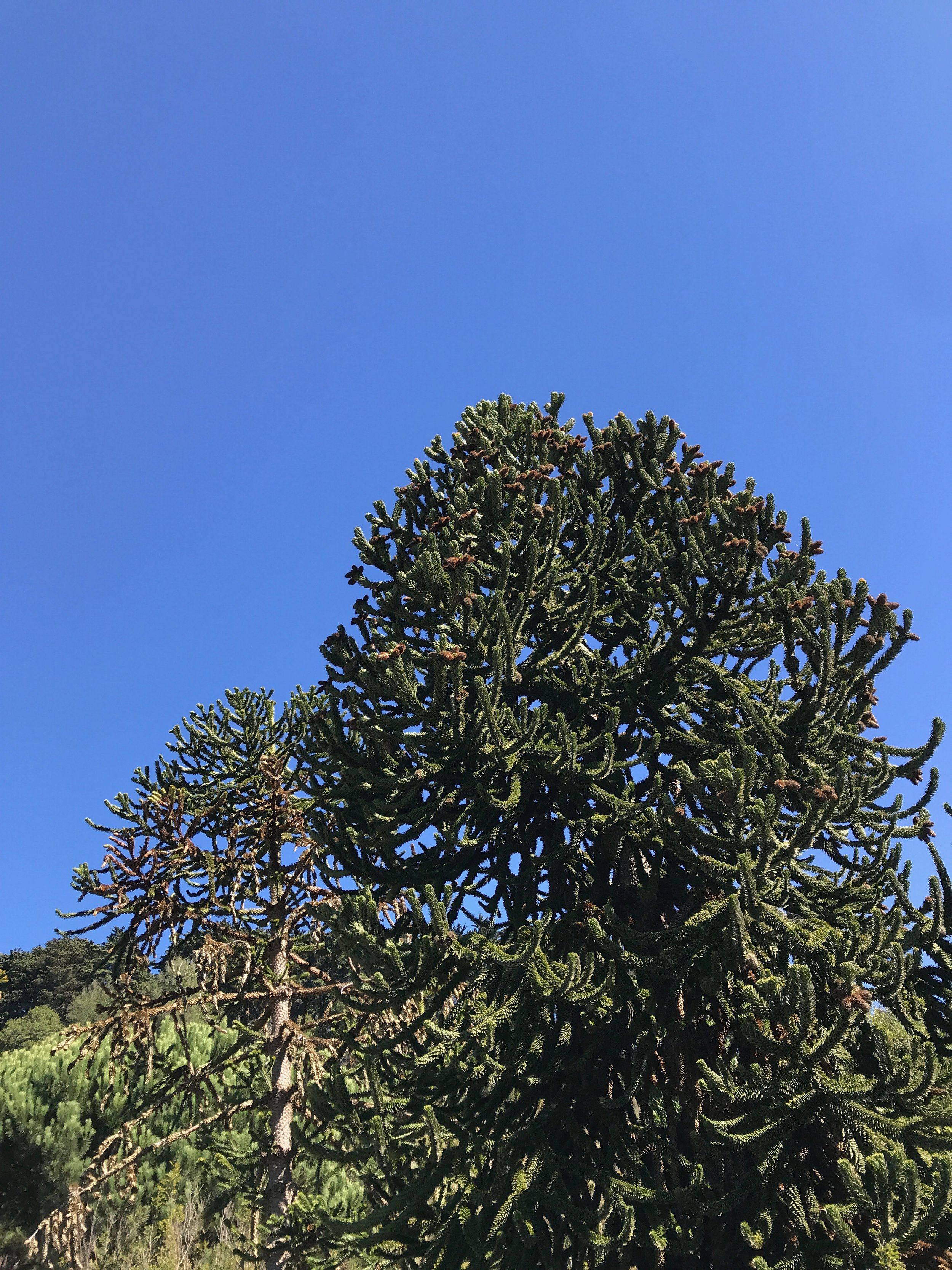 Araucaria araucana trees.jpeg