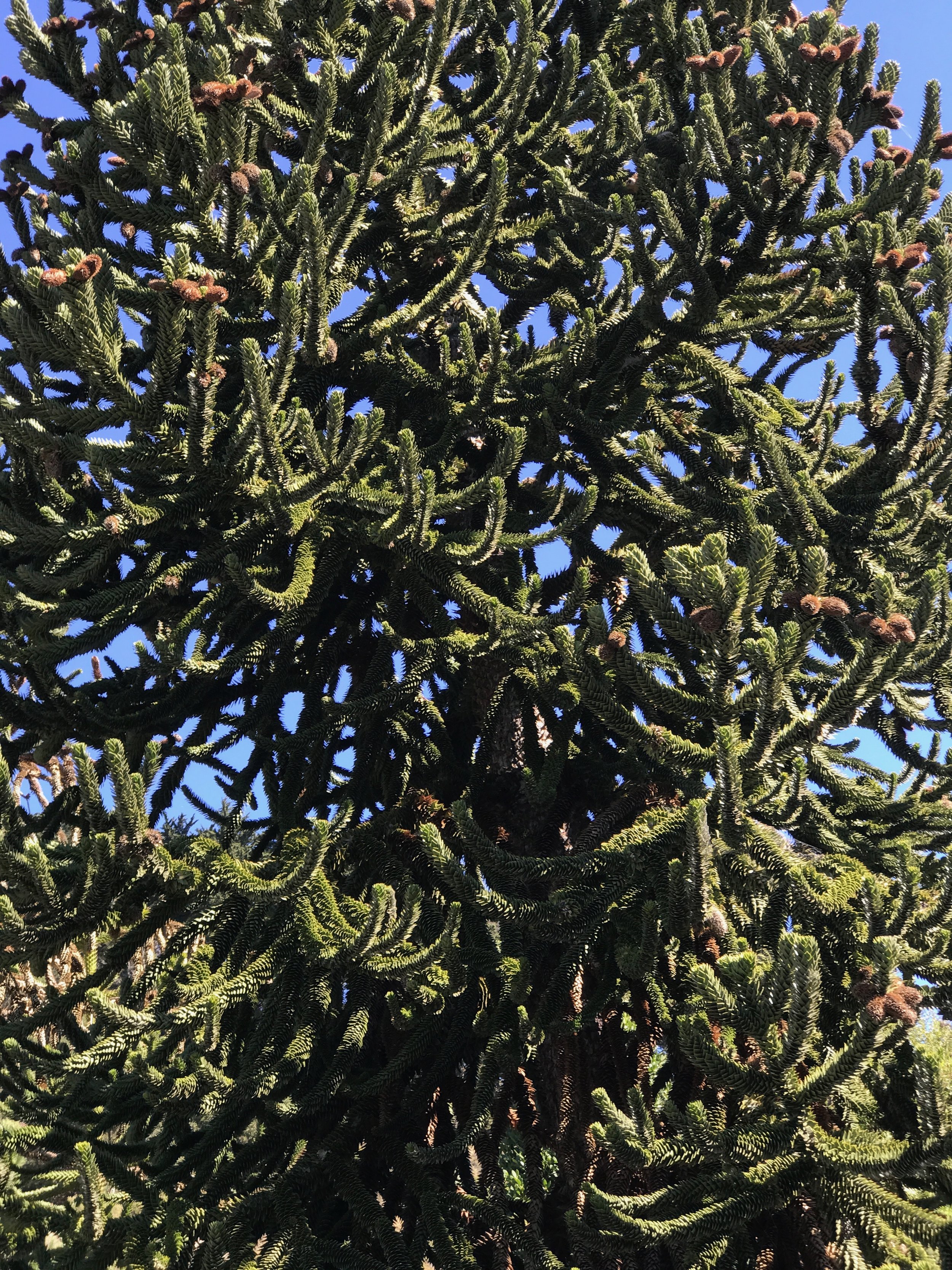 Araucaria araucana leaf.jpeg