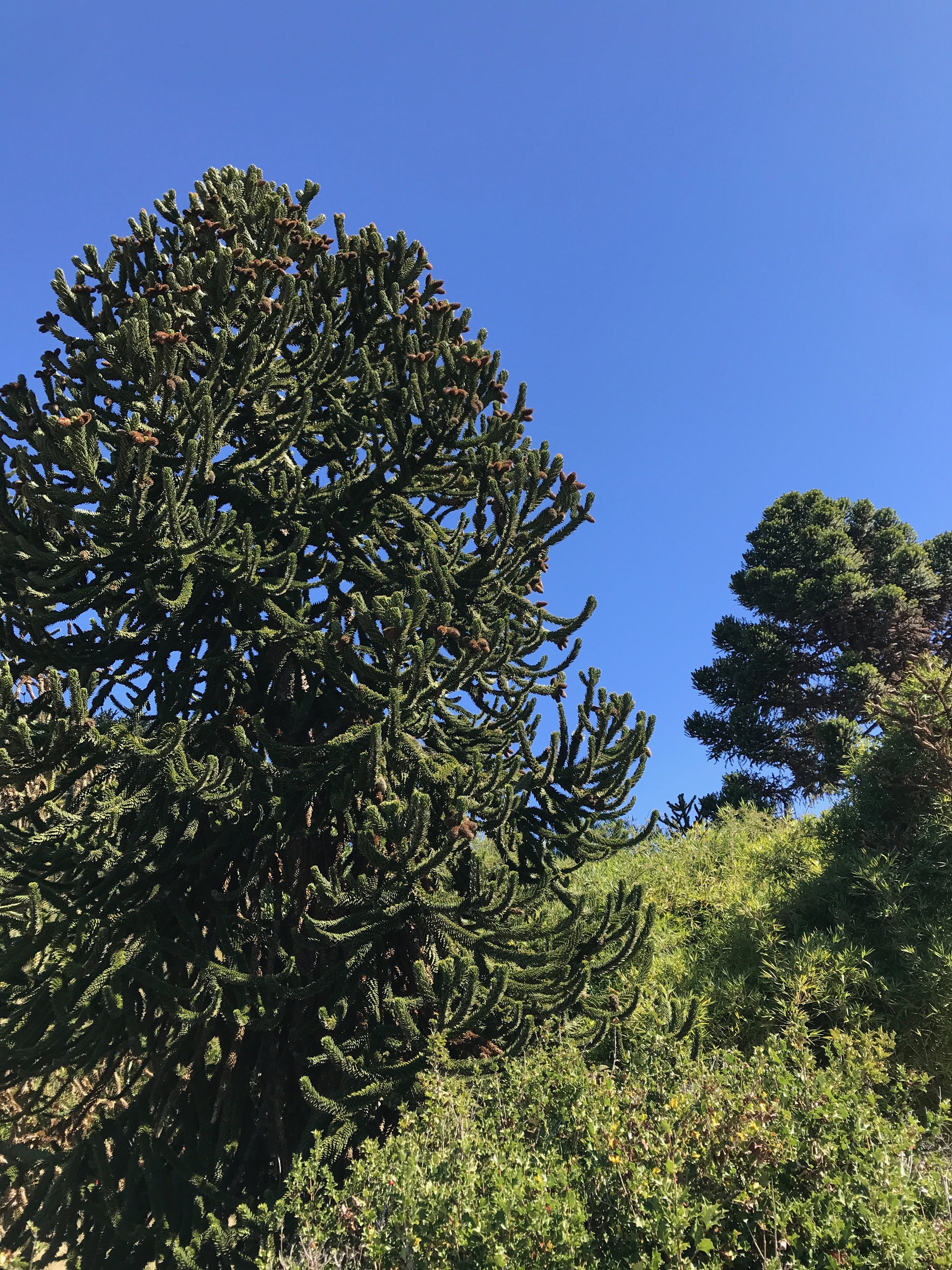 Araucaria araucana.jpeg