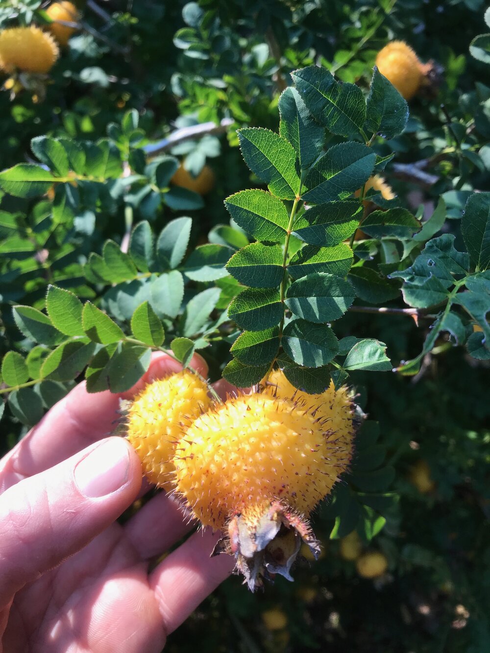 Rosa roxburgii x gigantea 4.jpeg