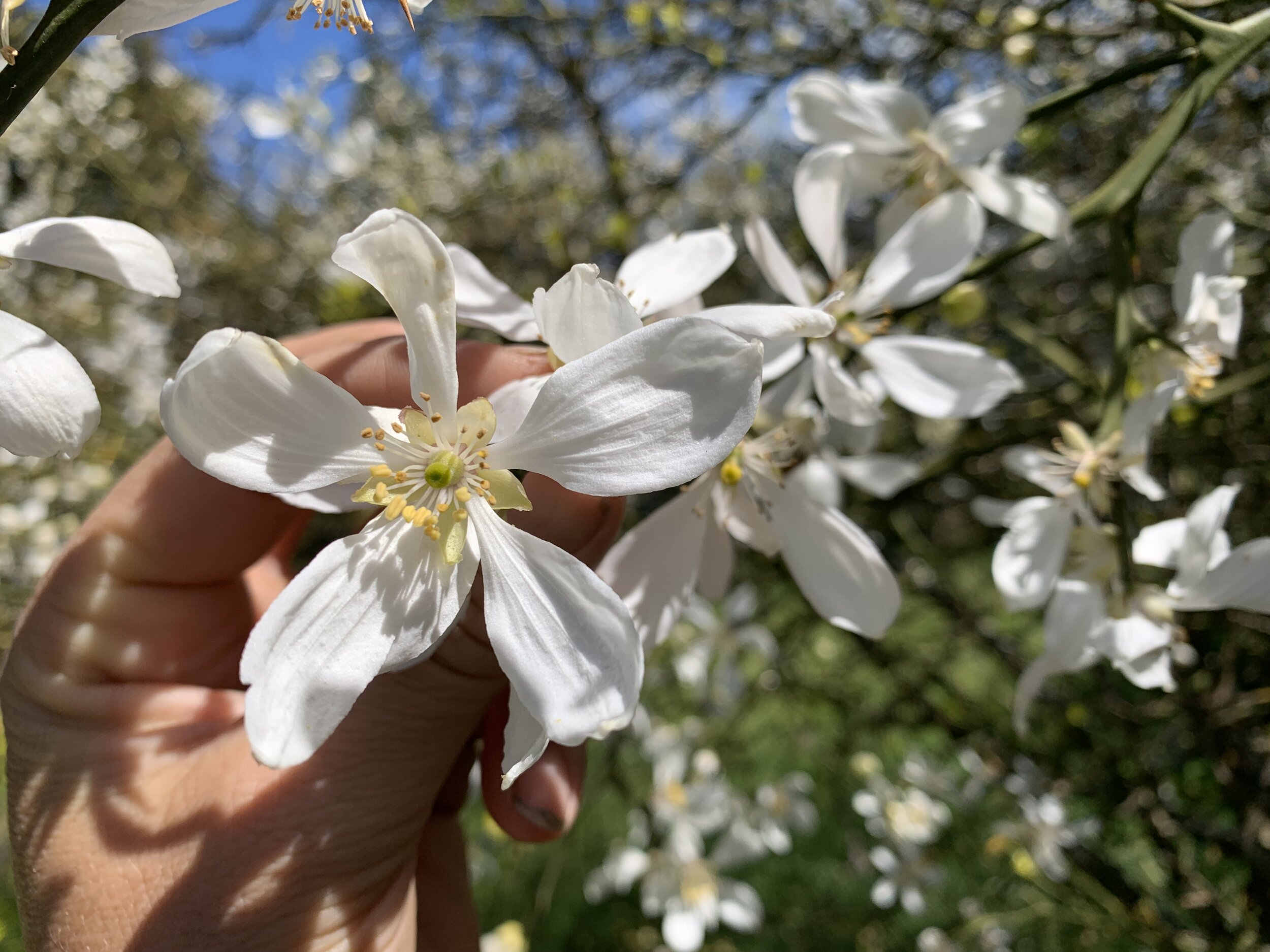 Poncirus trifoliata flower 2.jpeg