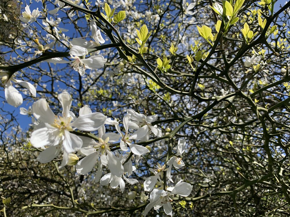 Poncirus trifoliata flower 1.jpeg