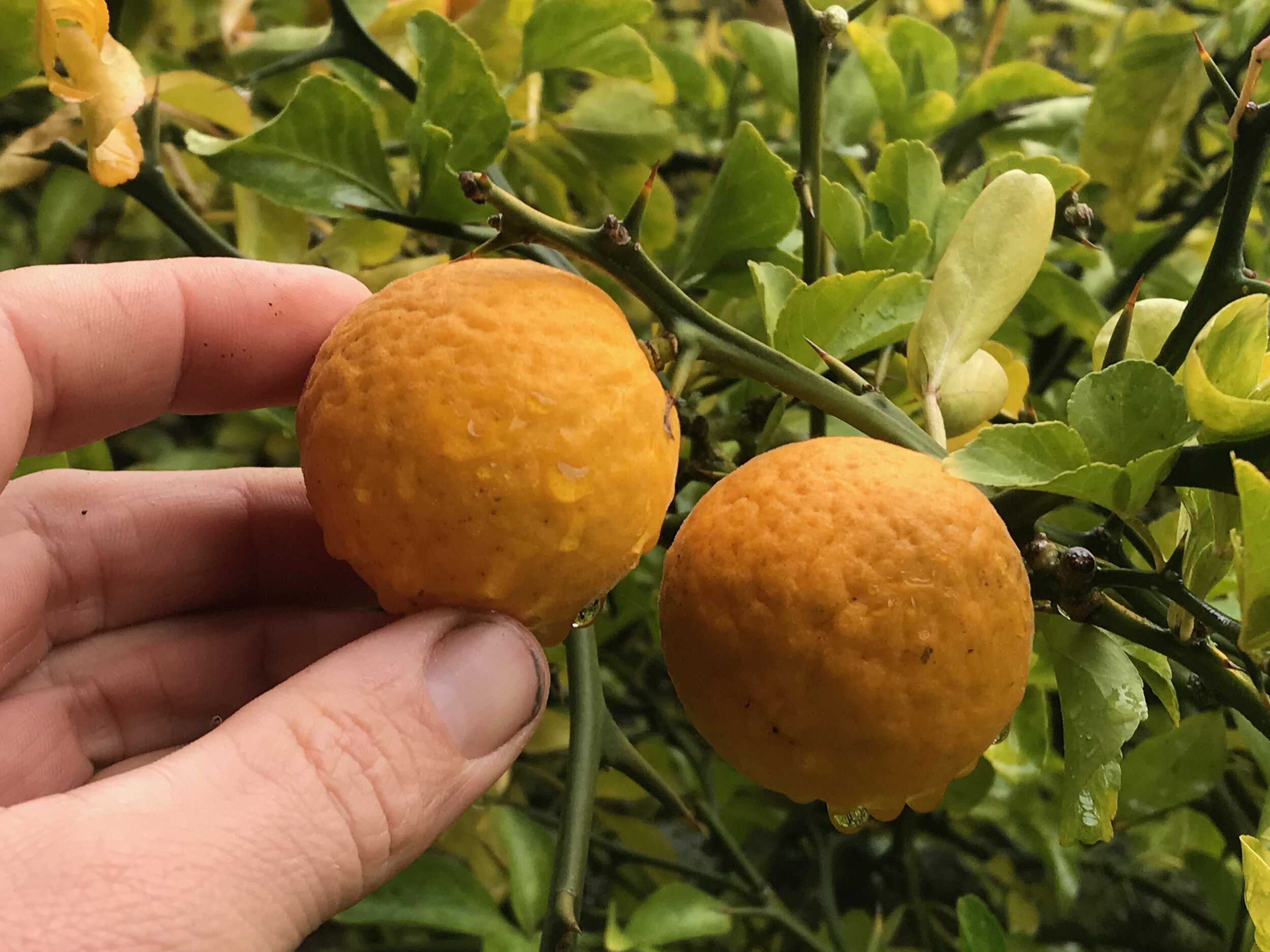 Poncirus trifoliata fruit 1.jpeg