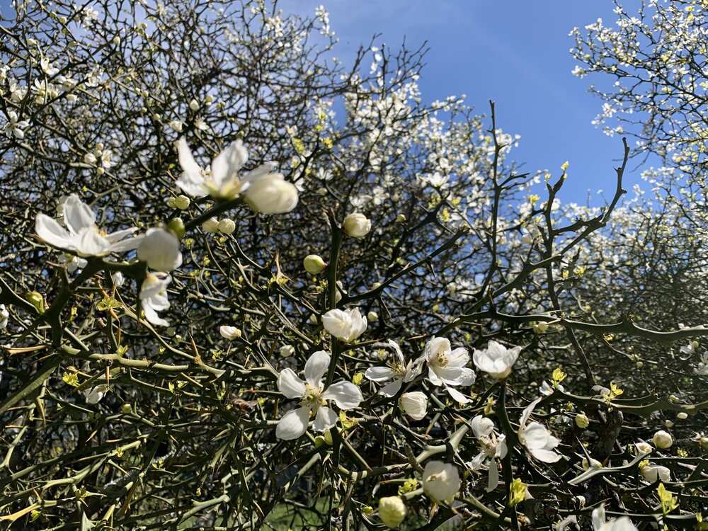 Poncirus trifoliata flower.jpeg