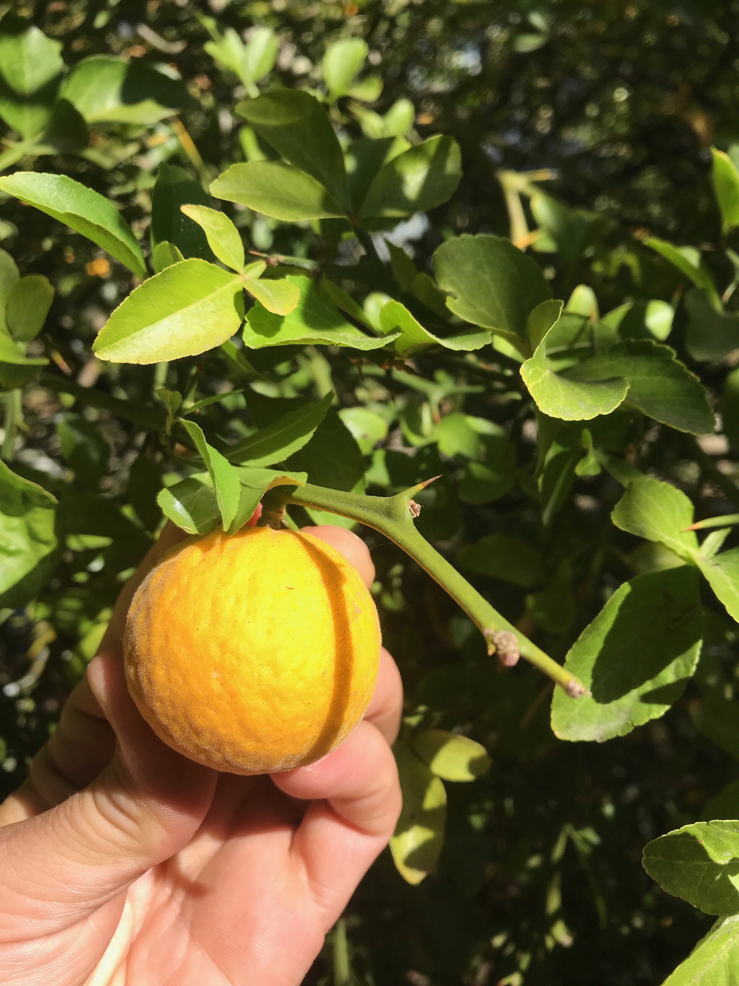 Poncirus trifoliata fruit.jpeg