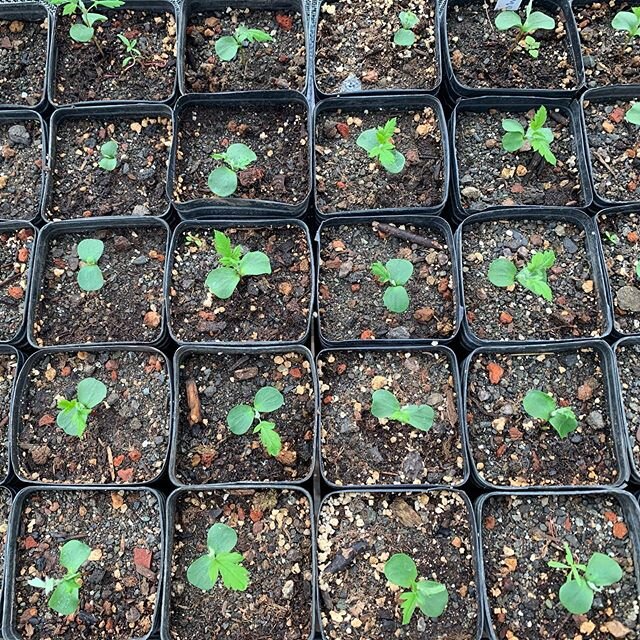 I have hundreds of Sorbus domestica germinating this season.  This is one of those post-apocalypse tree species that everyone will want to have. #apocalypsebotany