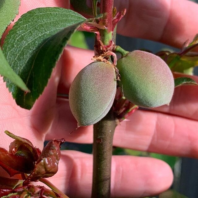 Young Prunus mume fruit. #ume #umeboshi #prunus #fruit #trees #apocalypsebotany