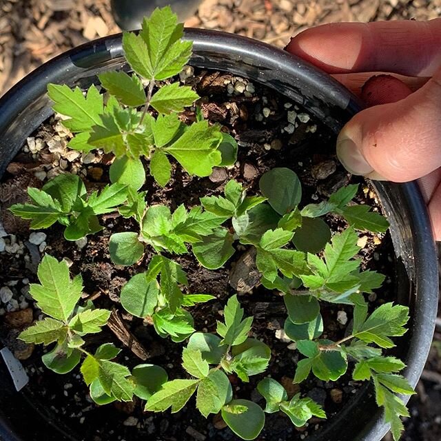 I also propagate Sorbus domestica like this: Seeds fermented in ripe fruit for a few weeks, then planted directly in  pot, spaced a cm or two apart in a sandy, well drained mix. I plant when fruit is ripe in  fall, seeds stratify en situ all winter a