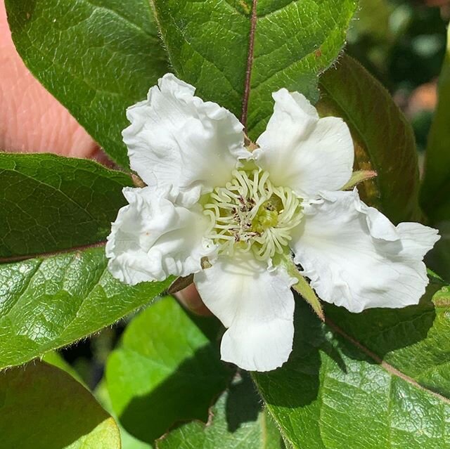 Medlar in bloom - Mespilus germanica. Medlar is one of those ancient fruit species that will help get you through the collapse of modern western civilization. When people start using dollar bills for toilet paper, trees like this will be currency. #a