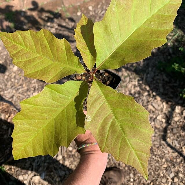 This is a six month old seedling of what I&rsquo;m assuming is a Quercus macrocarpa hybrid from a tree I randomly found on a  neighborhood sidewalk. The acorn cap is very woody and almost reptilian in its scaliness whereas Q. macrocarpa seems to typi