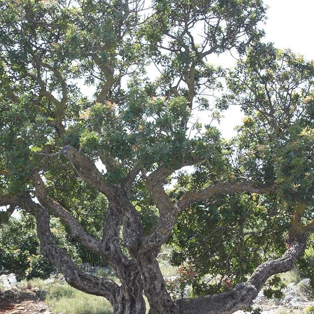 These are photos of old cultivated Pistacia lentiscus- mastic tree - on the island of Chios, Greece. A member of the Anacardiaceae family, relative of such well-known food crops as Mango, Cashew and Pistachio, P. lentiscus is a shrub or tree that gro