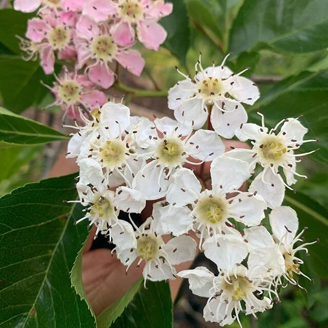 Crataegus azarolus in bloom a few weeks ago. Azarole, or Mediterranean Medlar is a hawthorn species native to the Mediterranean basin. Azarole has similar traditional and contemporary medicinal uses as Chinese Hawthorn (C. pinnatifida) and a number o