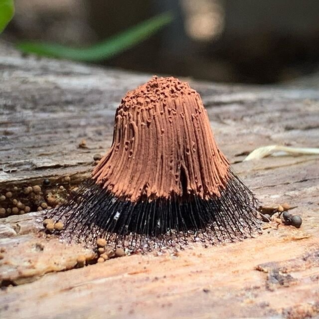 Stemonitis spp. - Chocolate tube slime mold. #weird #naturephotography #aliens