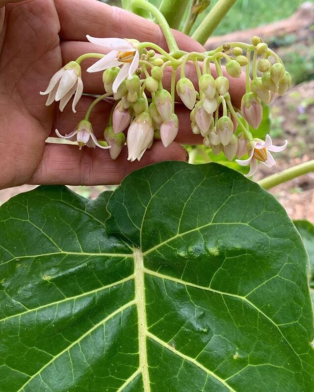 Solanum betaceum flowering. Also known as tree tomato, tamarillo or tomate del arbol, this is a very popular fruit throughout S. America and has been popularized in other areas of the world, such as New Zealand. It seems to like subtropical highland 