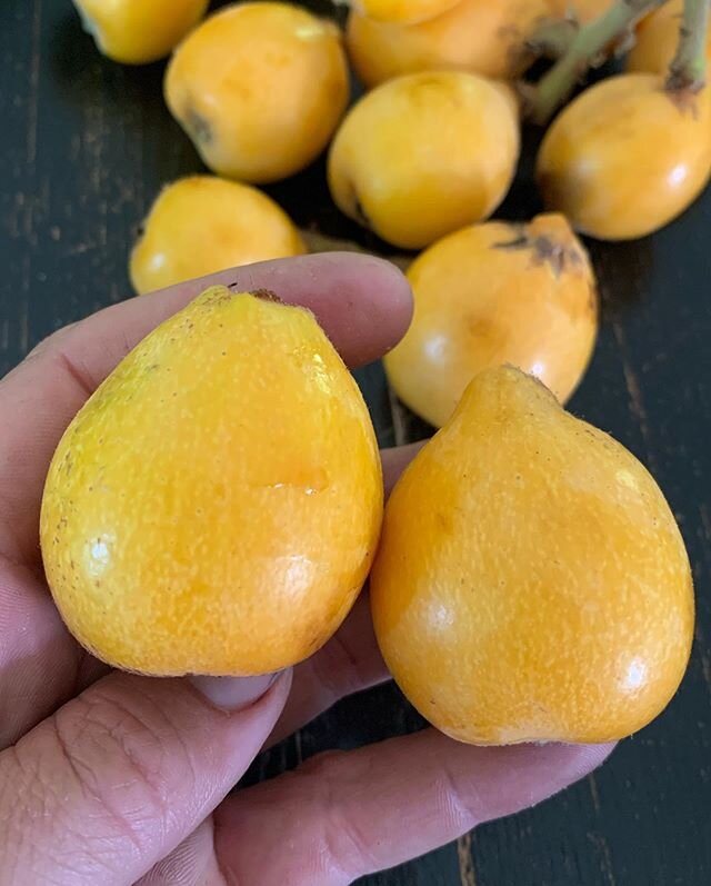 Loquat (Eriobotrya japonica) fruit can range significantly in size and quality. Most loquat trees we see planted in subtropical/mediterrsnean climates (8+) of the US are ornamental seedlings, producing inferior quality fruit with minimal flesh and fu