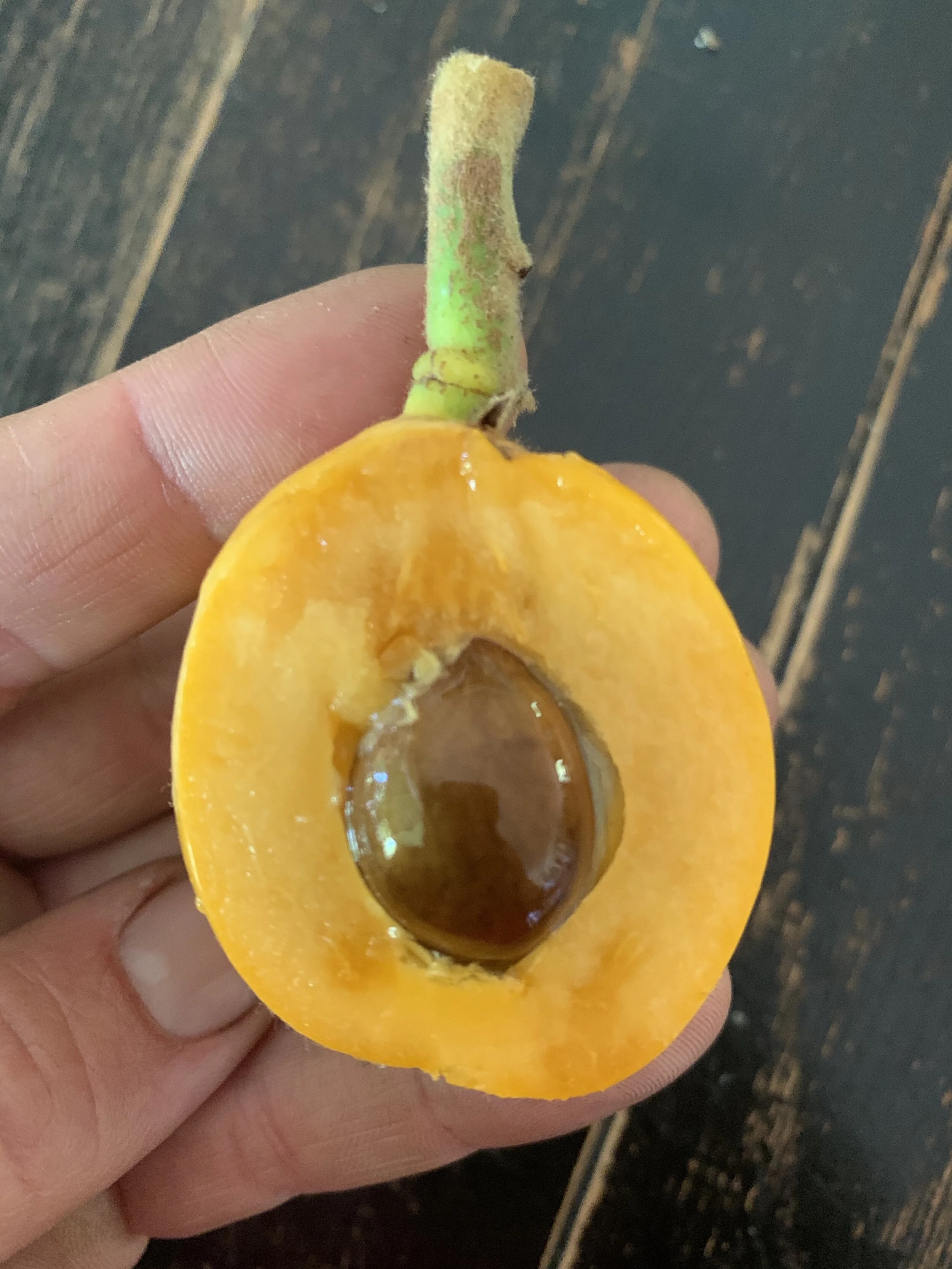 Mispel Samen (Eriobotrya Japonica) - 5 Frische Samen Für Deinen Eigenen Obstbaum