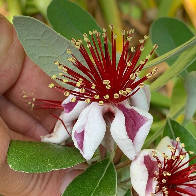 &ldquo;8-Ball&rdquo; in bloom - One of ten named cultivars of grafted pineapple guava I am growing. Pineapple guava fruit contain considerable amounts of easily digestible carbohydrates, and ascorbic acid. The content of iodine in an average size fei