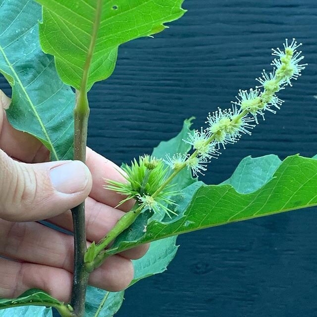 Question for any chestnut growers / propagators out there: this is a seven month old +\- chestnut seedling, last fall seed. Out of a few dozen seeds I collected from Luther Burbank hybrid trees this is the only one blooming. In my experience, I have 