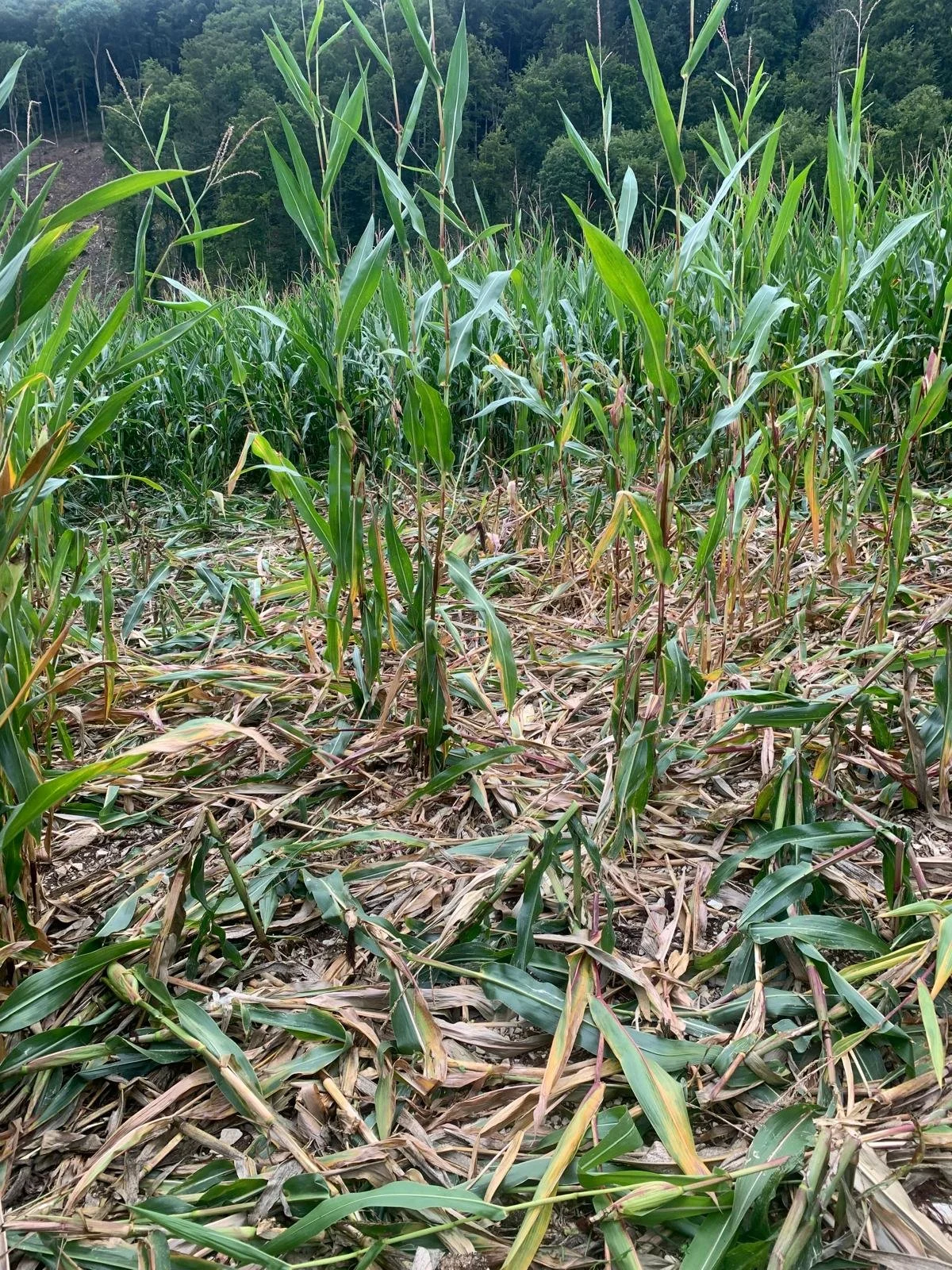 Weniger Schaden durch Dialog