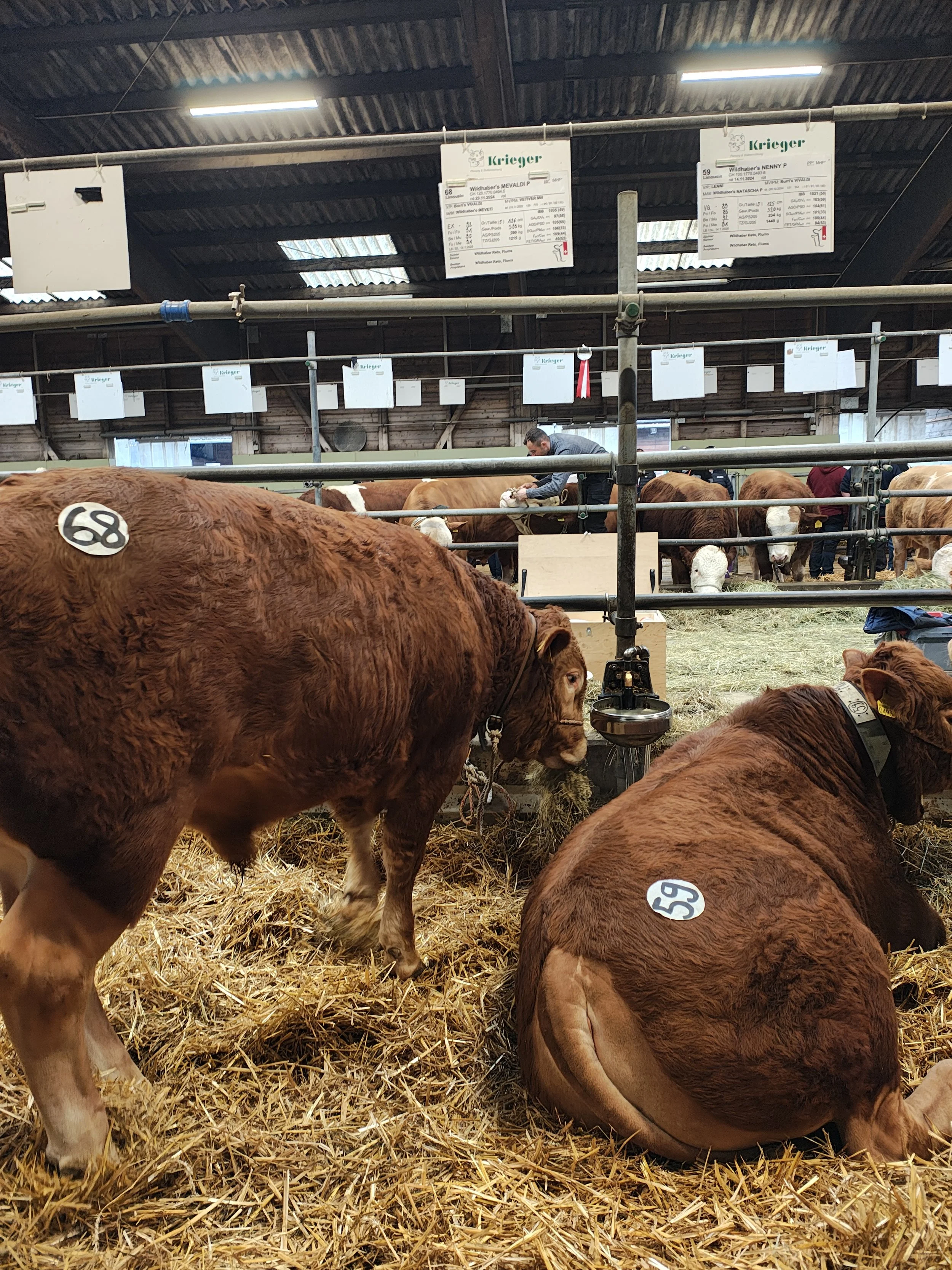 Stierenmarkt Brunegg - Einblick aus Sicht der Redaktion