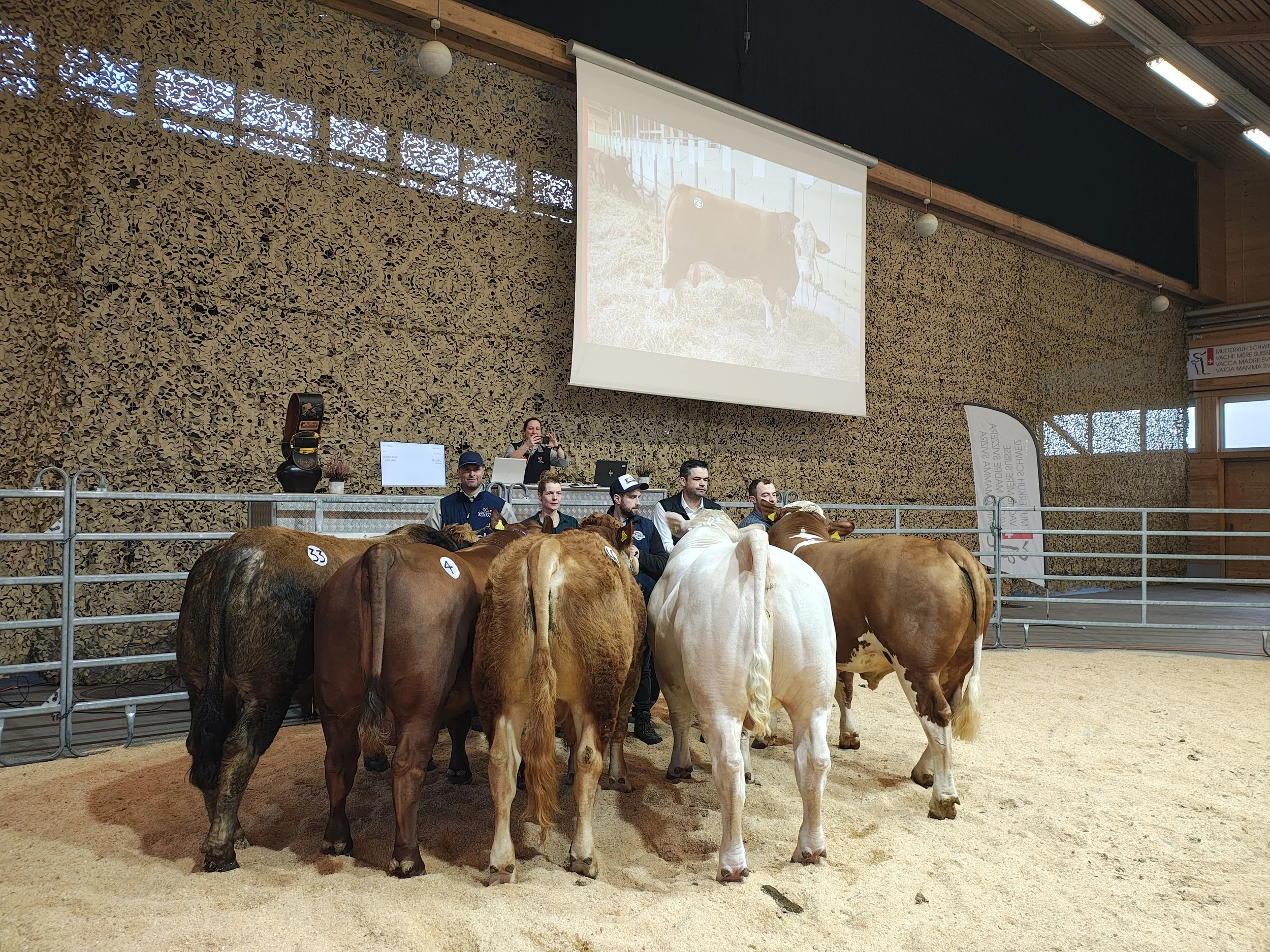 Spannung im Stierenring 