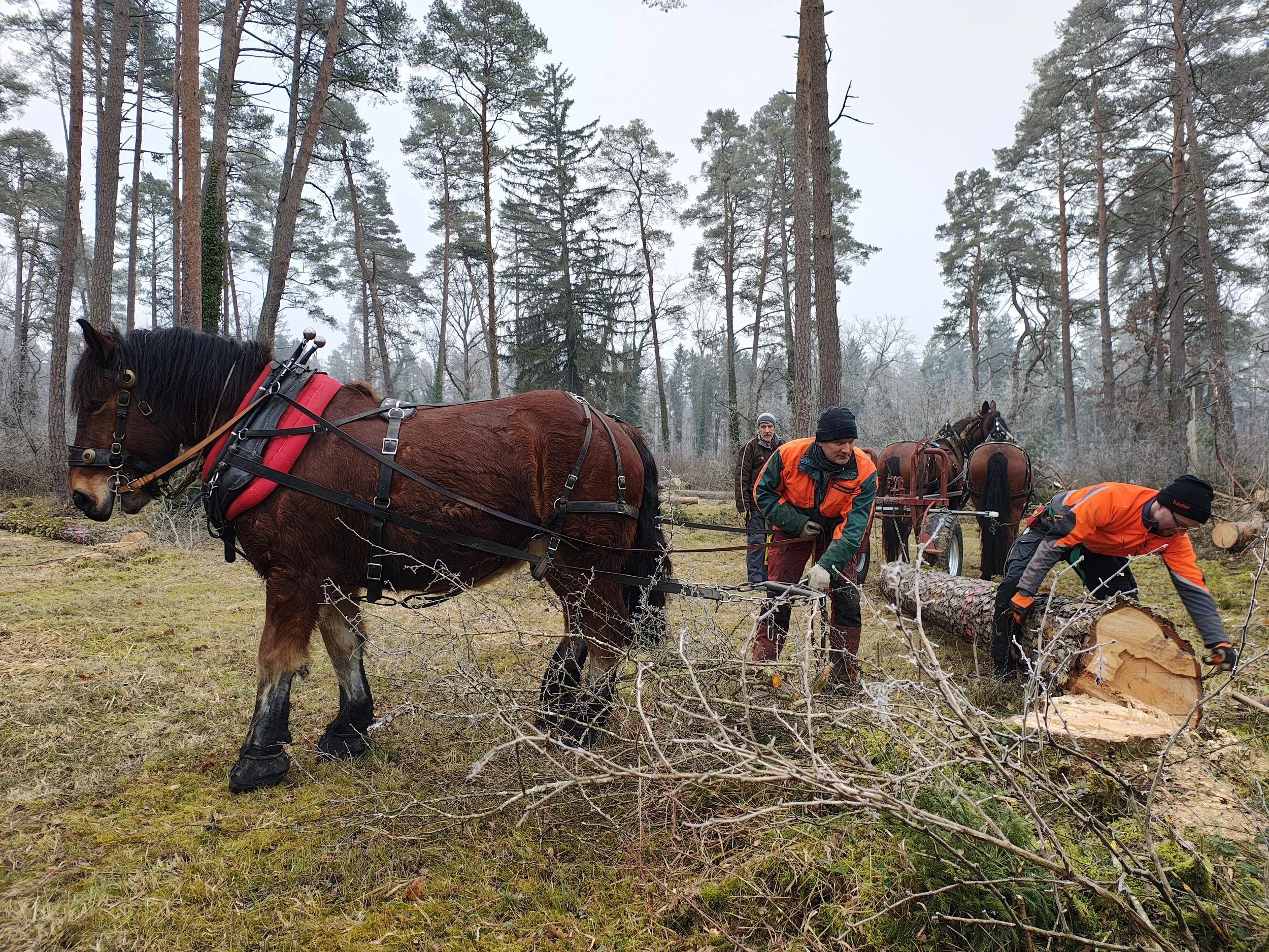 Zugkraft auf vier Hufen
