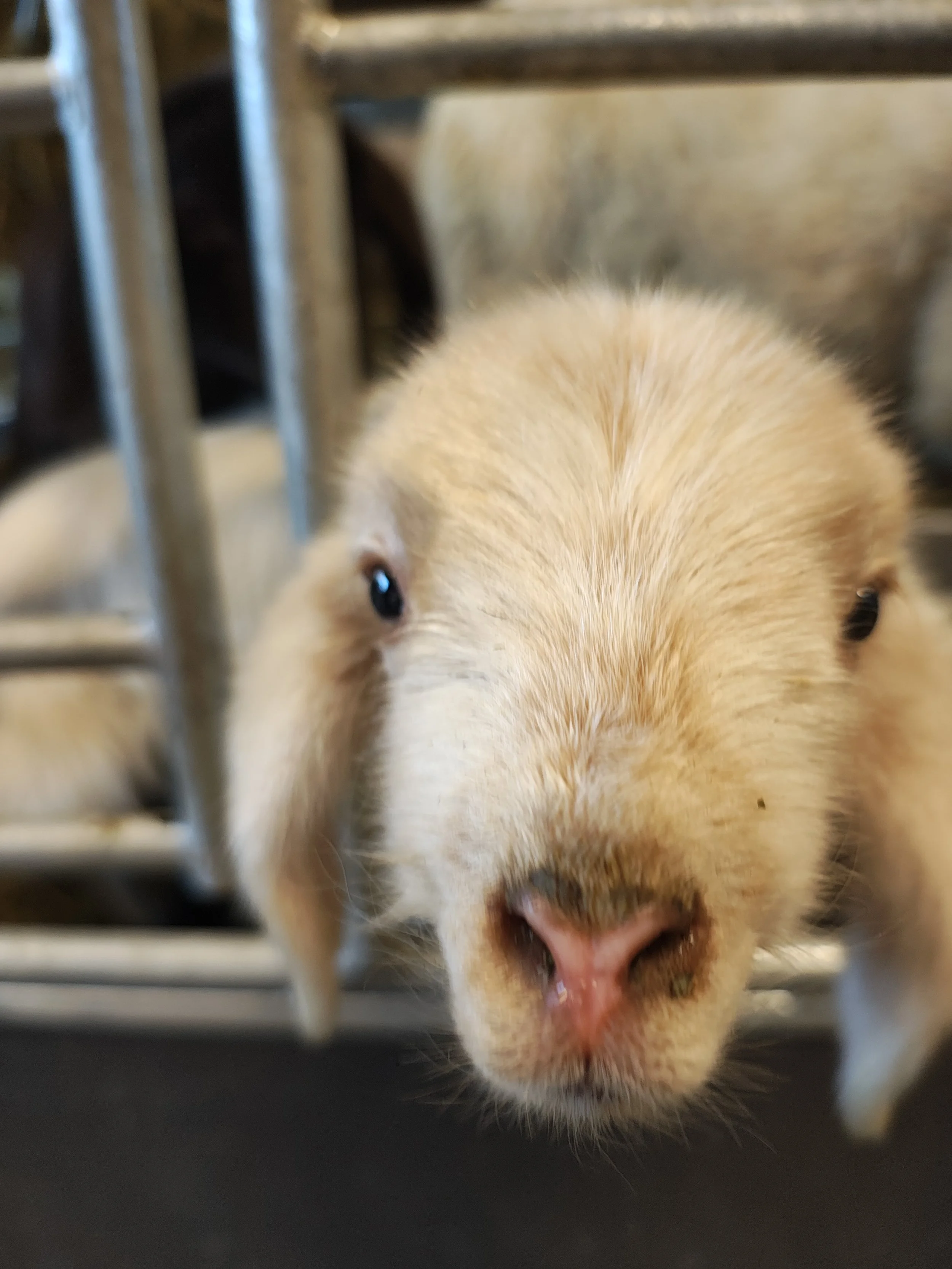 Ist Schafwolle wertlos?