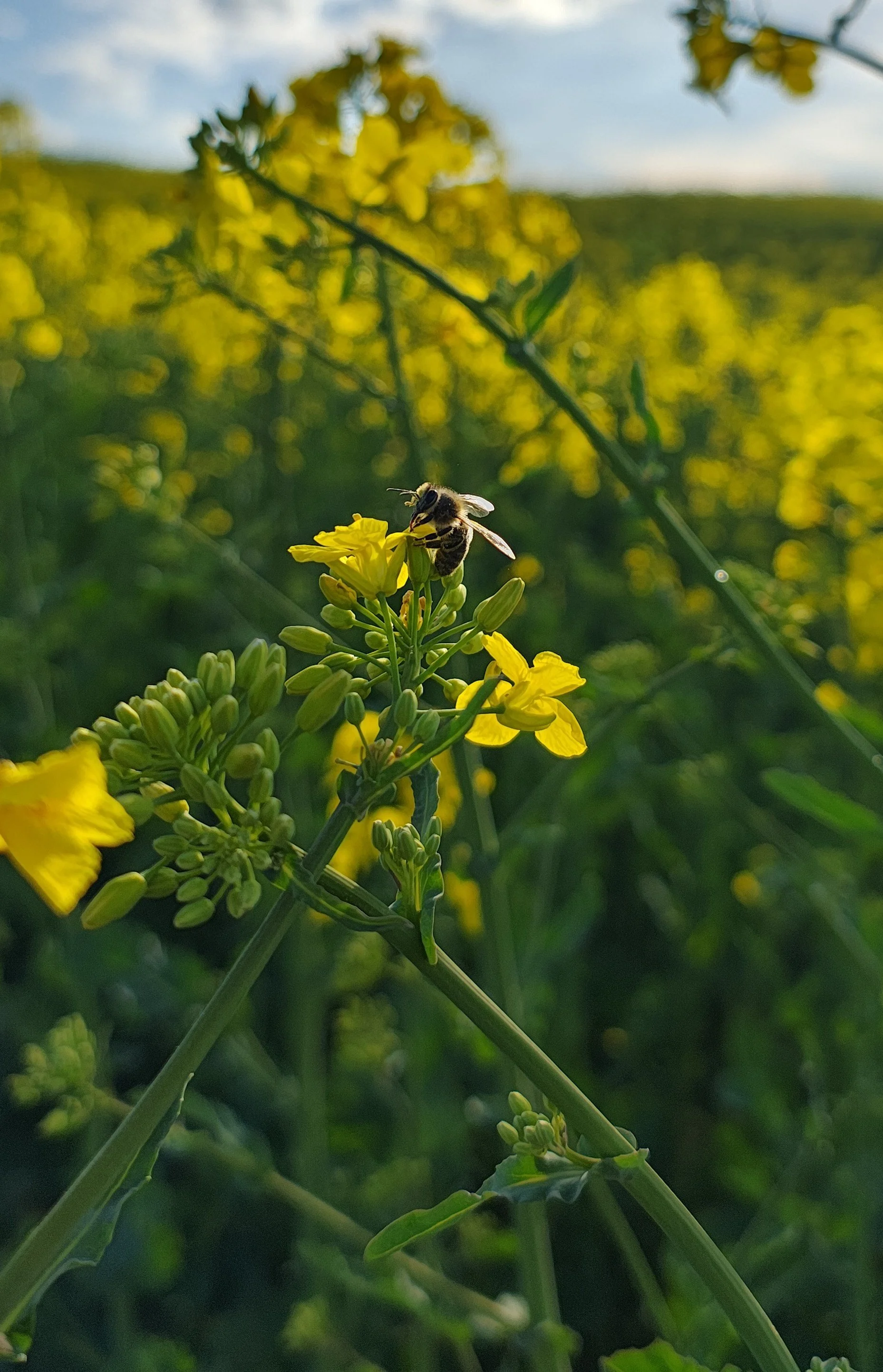 Wenn der Raps blüht, summt das Leben