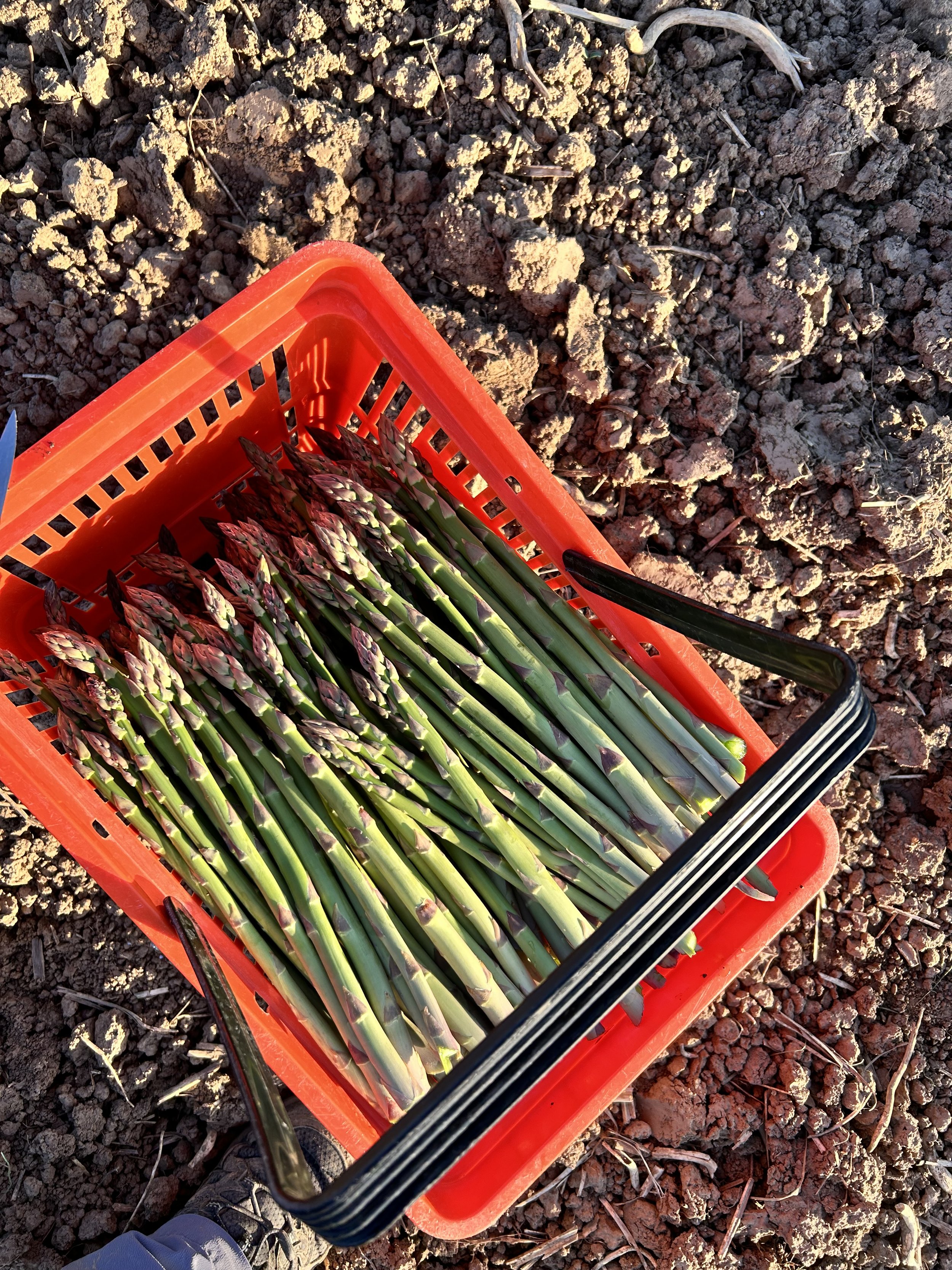 Lauwarmer Spargelsalat mit Kürbiskernen