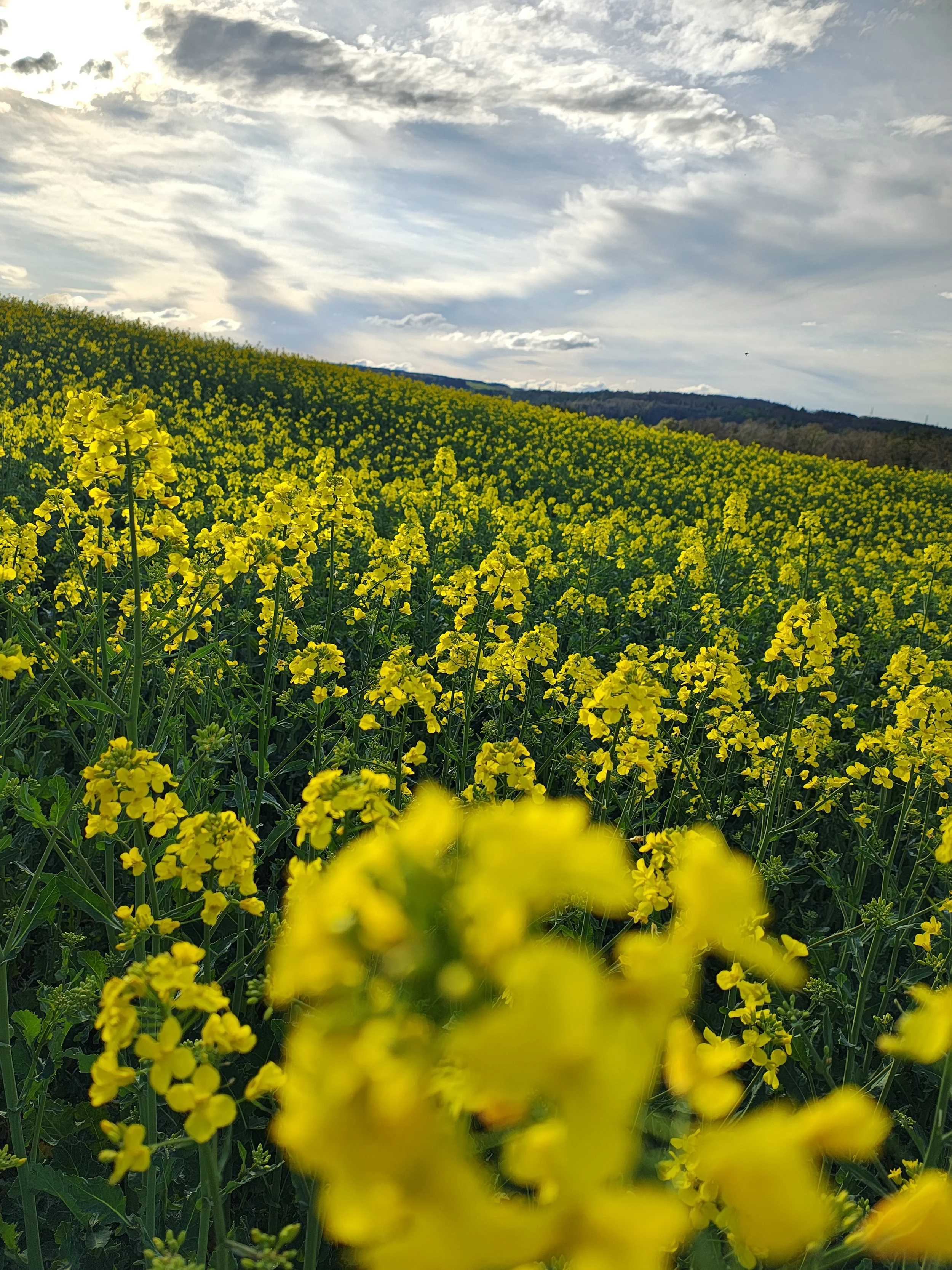 Schaffhauser Bauernverband beantragt Notfallzulassung für gebeiztes Rapssaatgut