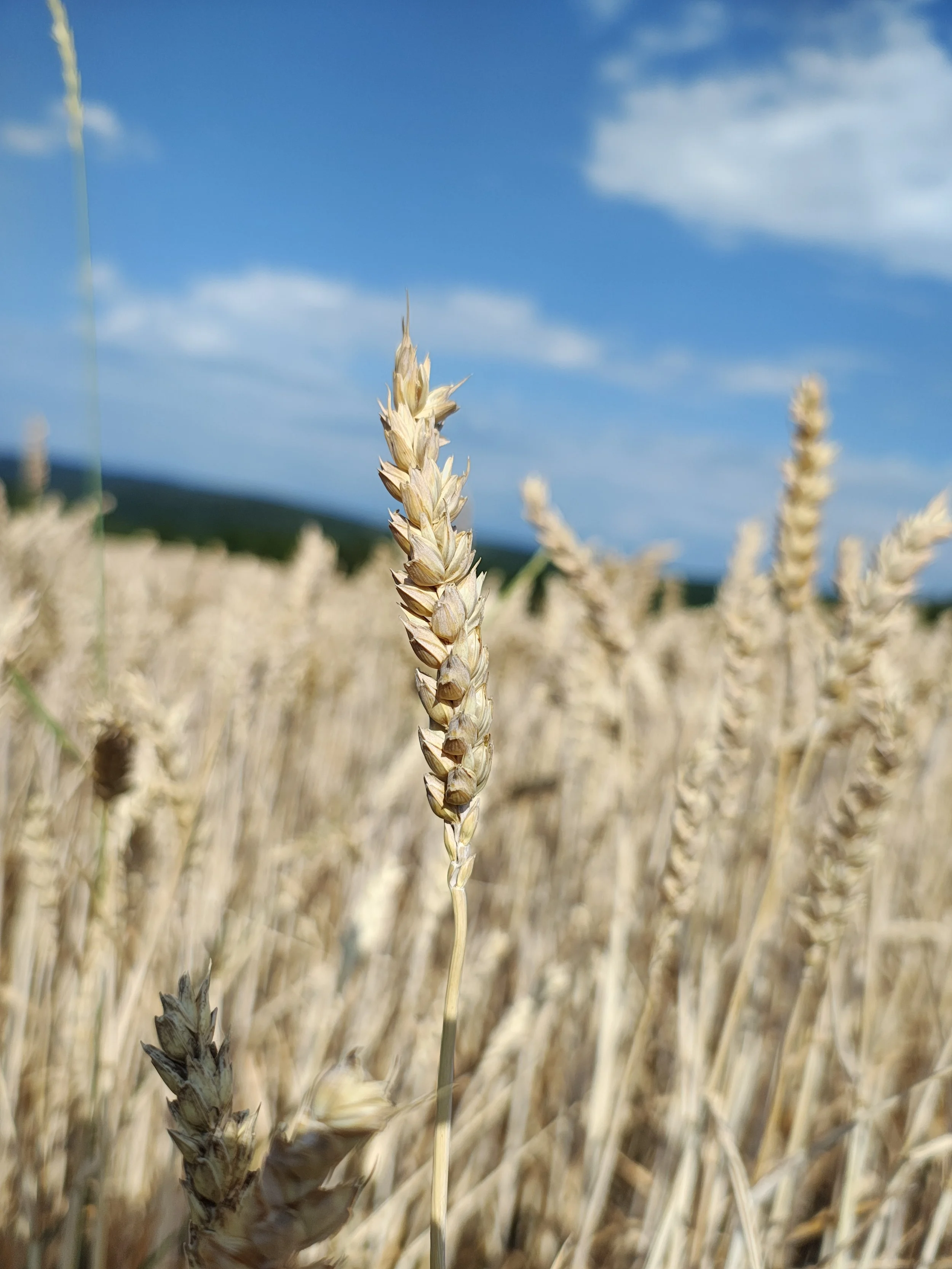 Weizensortenversuche in Dörflingen