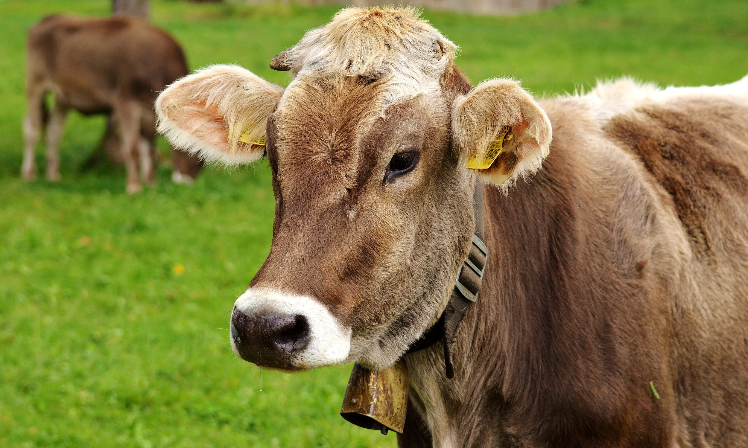 BVD-Bekämpfung: neuer BVD-Status