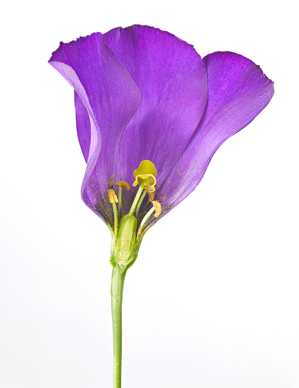 Cross section of a flower. Photography by Gary Ombler for DK.